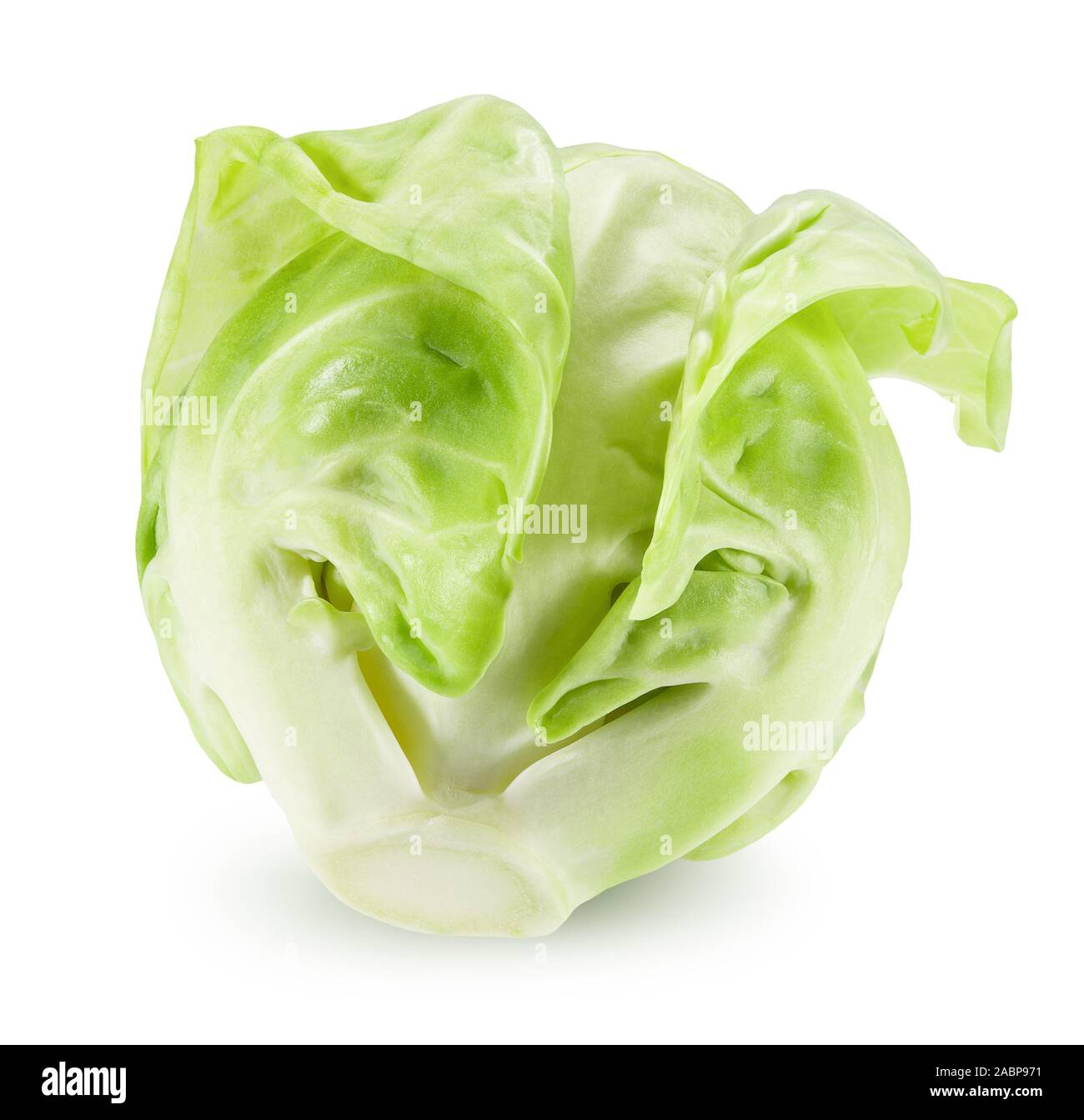 .Les choux de bruxelles isolé sur un fond blanc. Banque D'Images