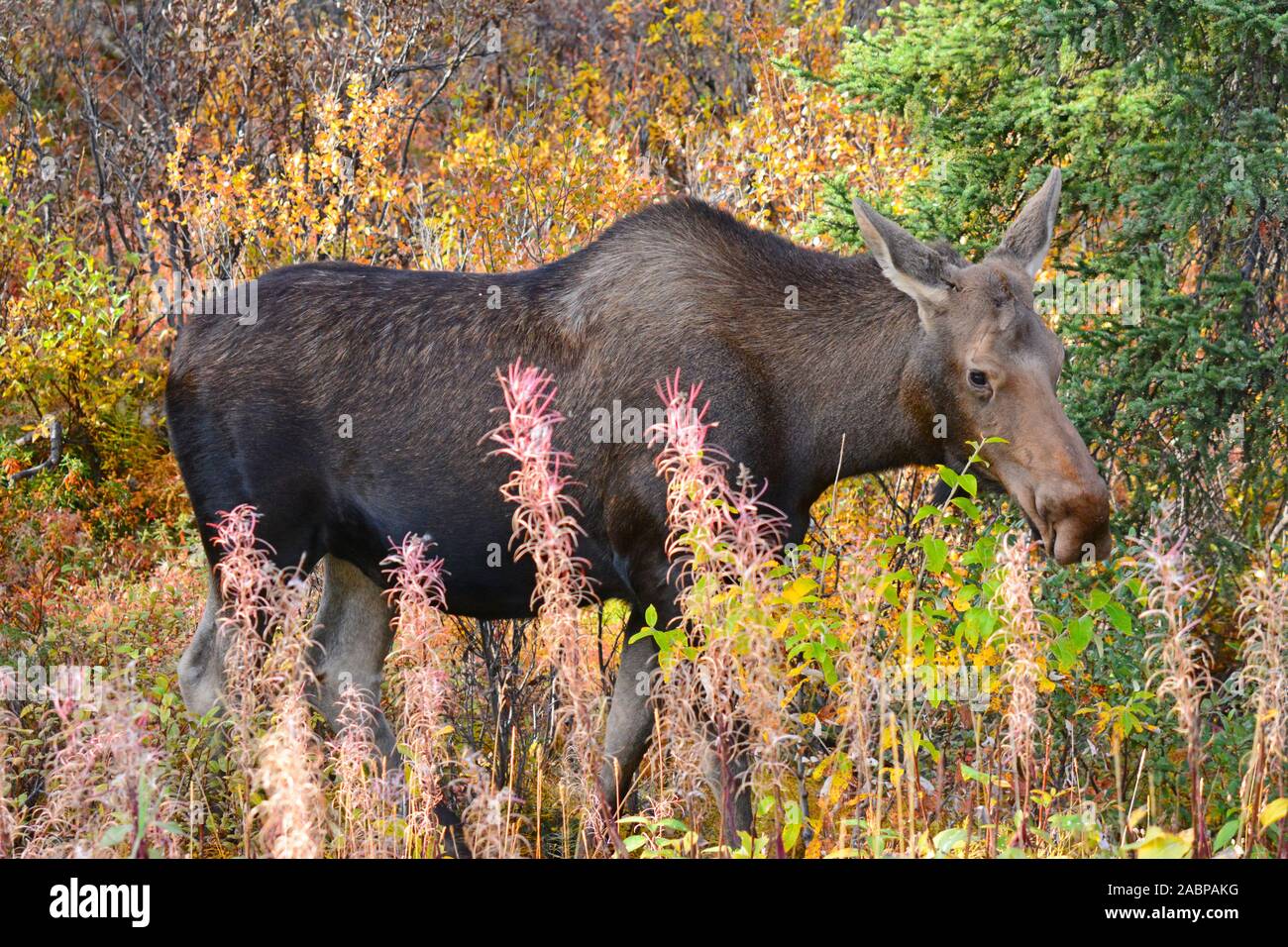 Femelle orignal dans Denali NP, Alaska Banque D'Images