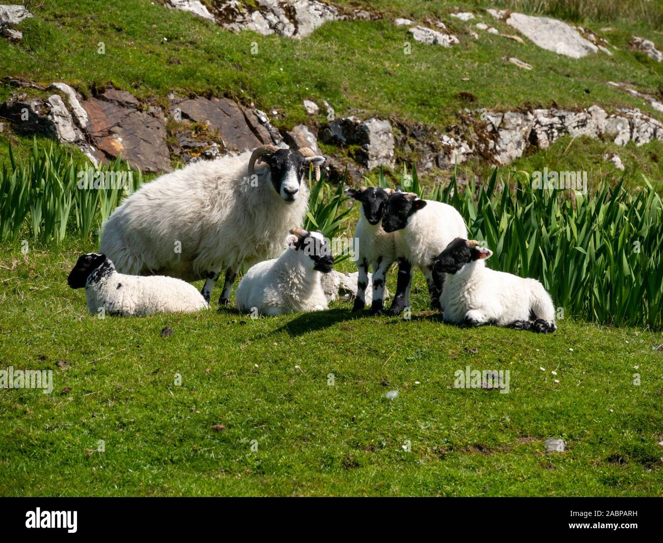 Scottish Blackface avec les jeunes agneaux Brebis moutons sur l'île de l'Oronsay, Colonsay, Ecosse, Royaume-Uni Banque D'Images