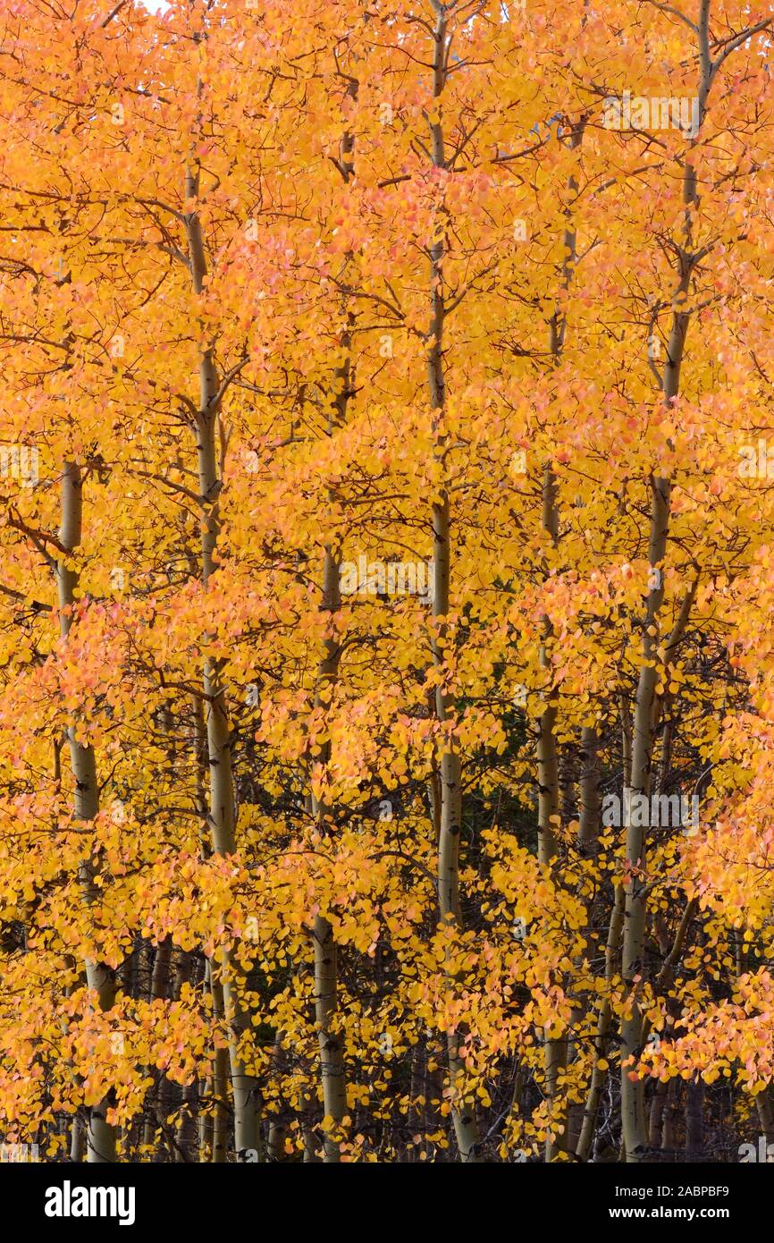 Forêt de l'Alaska en couleurs d'automne Banque D'Images