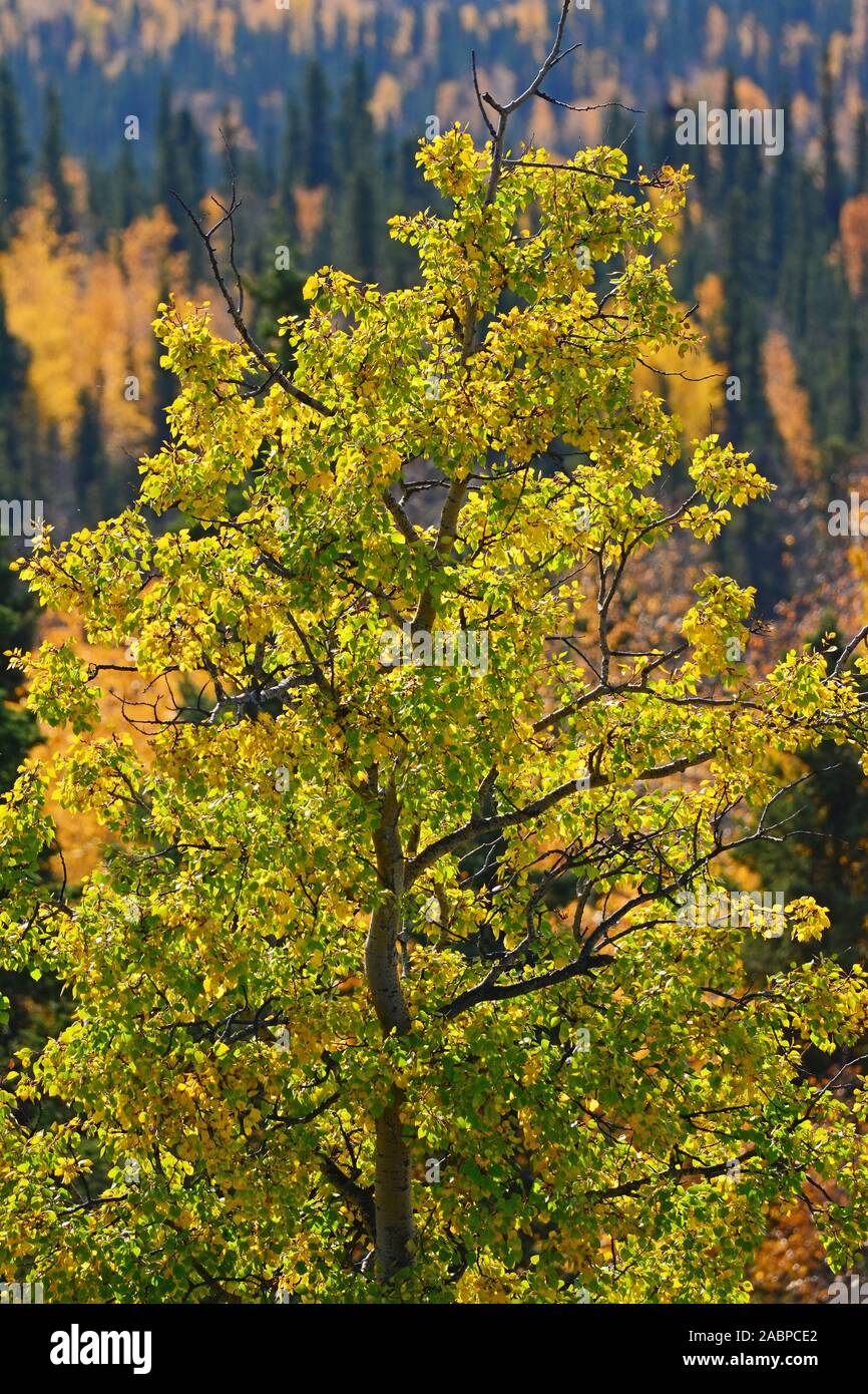 Forêt de l'Alaska en couleurs d'automne Banque D'Images