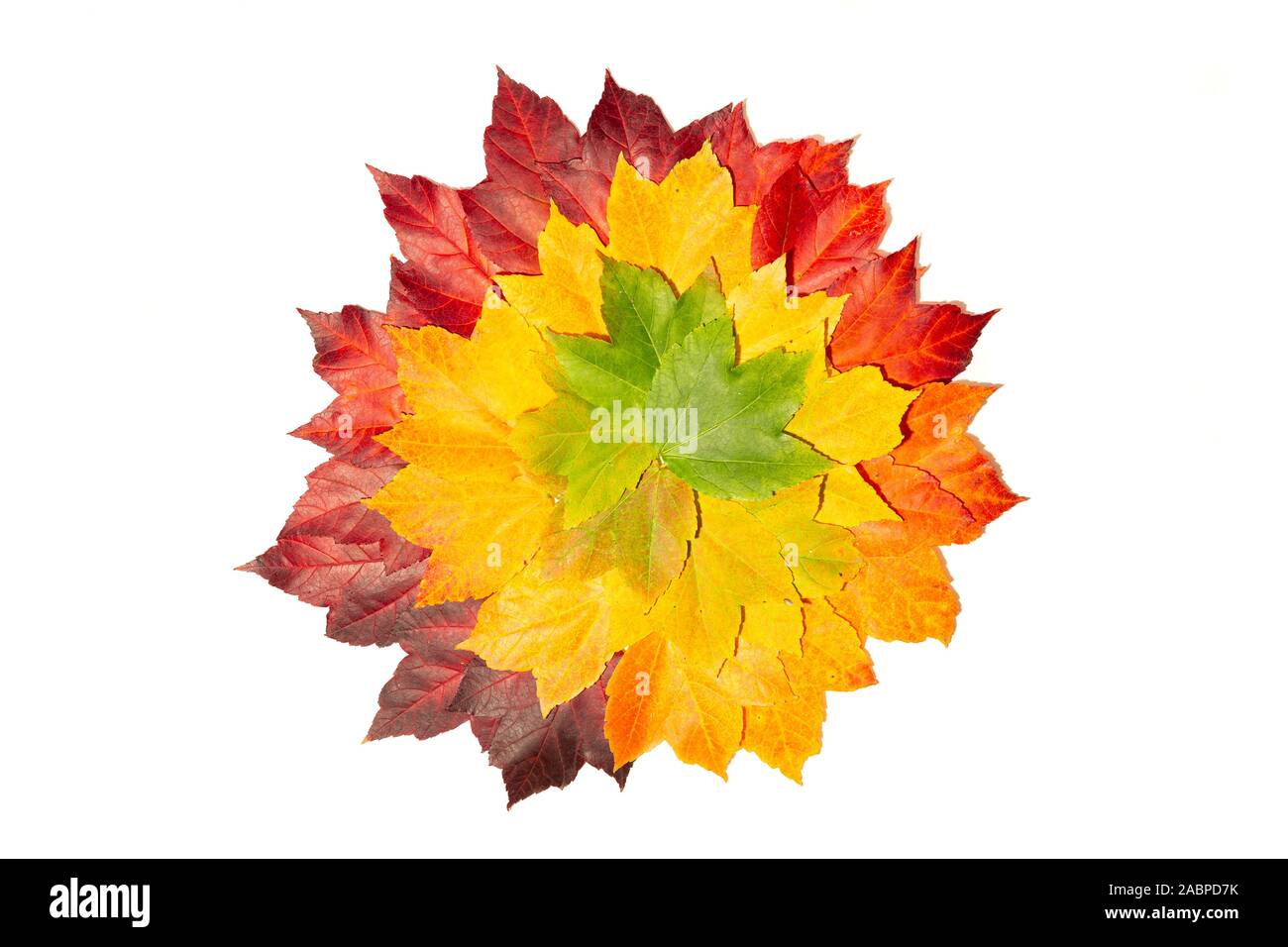 Les feuilles d'automne avec des tons de couleurs du vert au rouge Banque D'Images