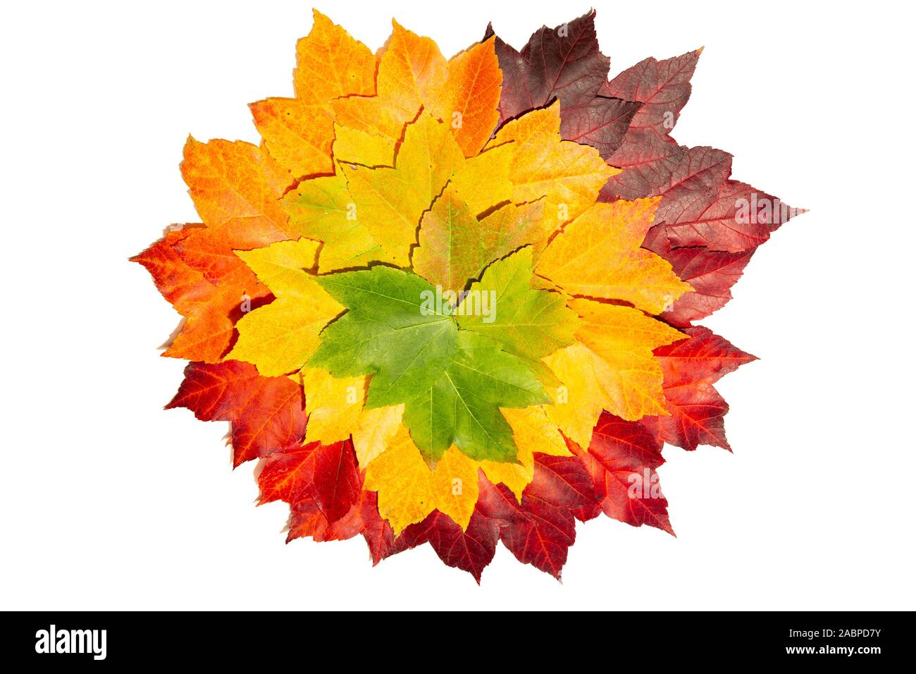 Les feuilles d'automne avec des tons de couleurs du vert au rouge Banque D'Images