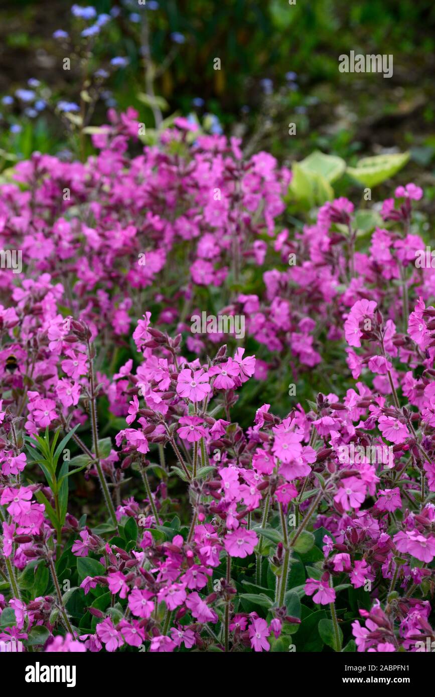 Rose Drummond's Moss Phlox Phlox subulata,Rose Drummond,fleurs,fleurs,fleurs,couvre-sol,tapis,fleurs,masse masse floral RM Banque D'Images
