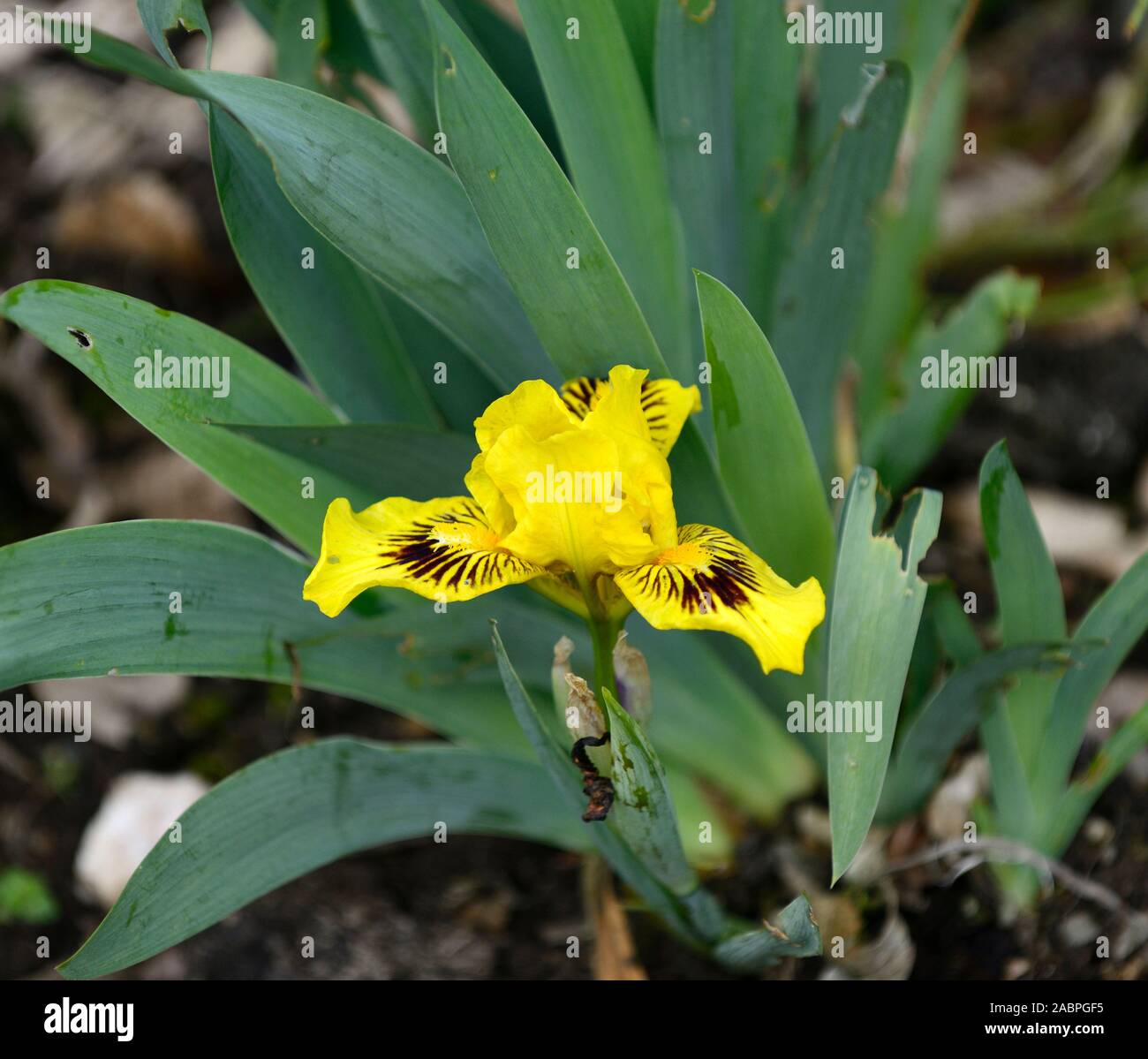 Iris nain standard, l'euphraise iris jaune,fleurs,fleurs,printemps,nain,petit,jardin,Fleurs,RM Banque D'Images