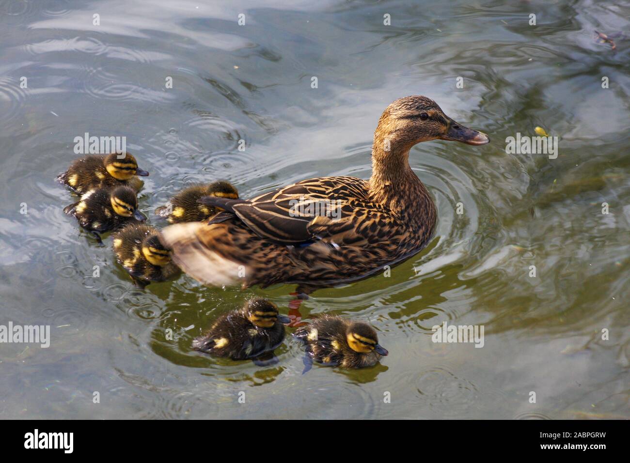 Canard Colvert Anas Platyrhynchos Femelle Avec Six Canetons Paddling Bebe Dans L Eau Grand Canal Dublin Irlande Cane Natation Avec Les Poussins Photo Stock Alamy