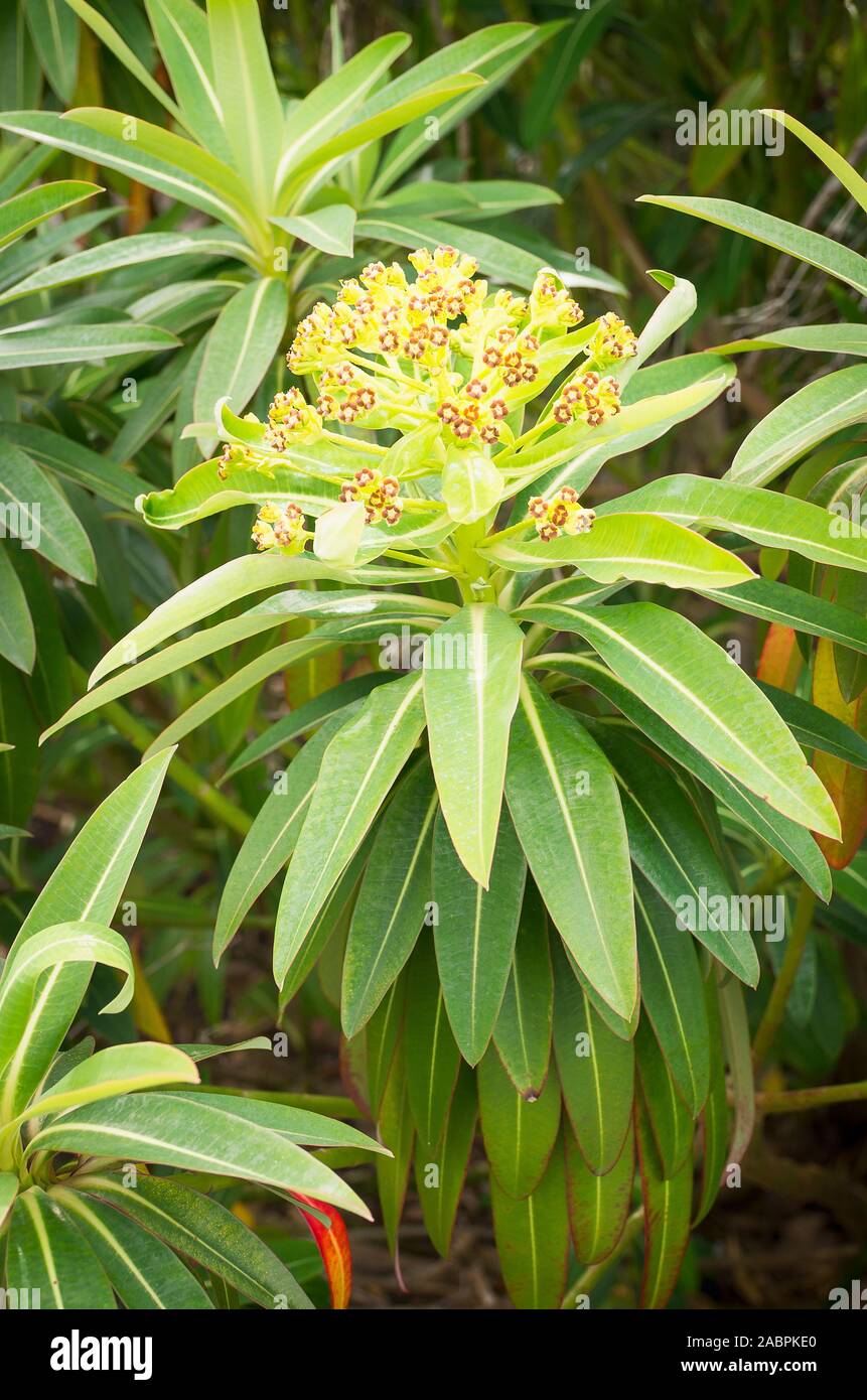 Euphorbia x Pasteuriii en fleurs en mai dans un jardin anglais Banque D'Images