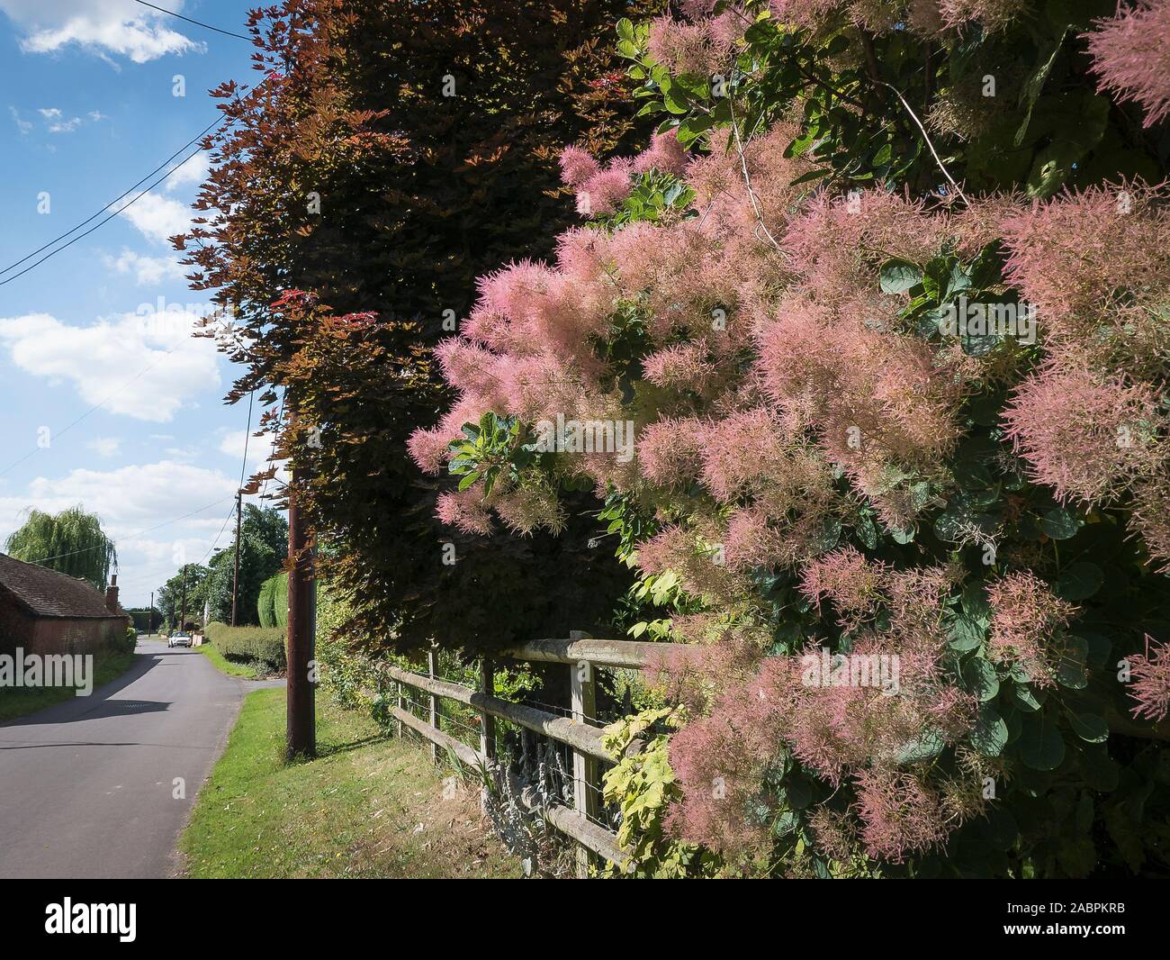 Attractivie les panaches de fleurs de Prunus serrula dans un jardin en bordure d'un hameau dans Wiltshire England UK Bromham Banque D'Images