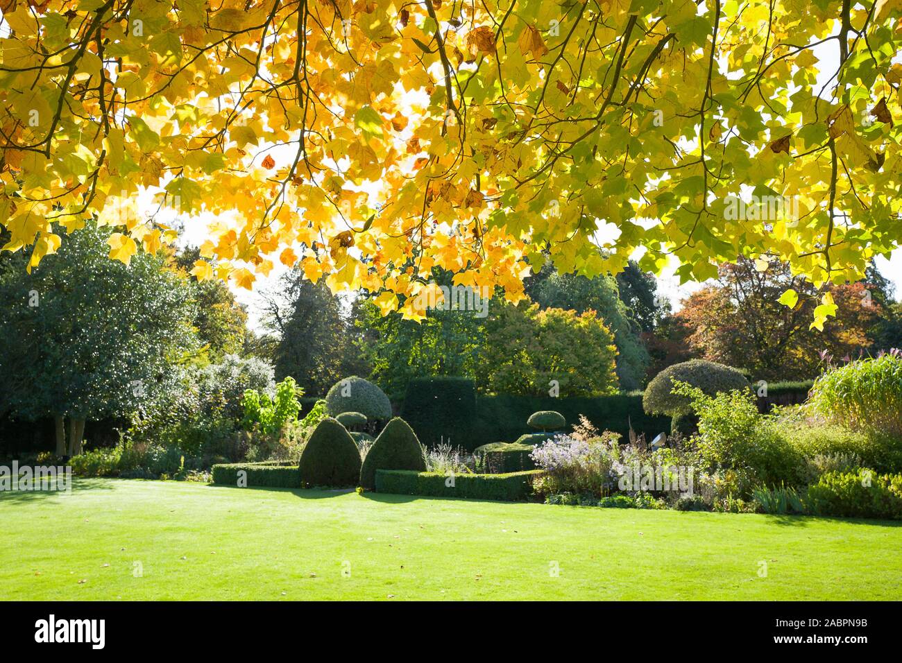 Les feuilles d'automne d'un jeune arbre tulipe ajouter intérêt de premier plan pour cette vue d'un jardin anglais en octobre UK Banque D'Images