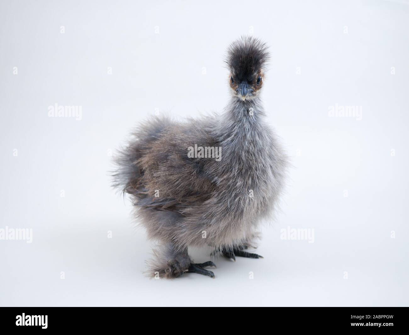 Race rare poulet poulets la soie chinoise. Portrait sur fond blanc Banque D'Images