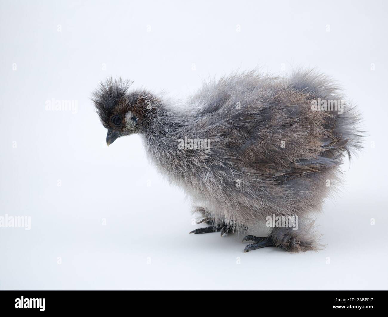 Race rare poulet poulets la soie chinoise. Portrait sur fond blanc Banque D'Images