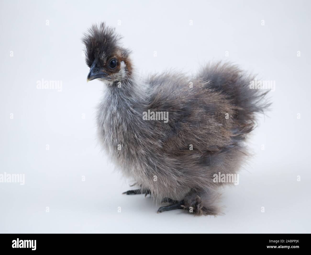 Race rare poulet poulets la soie chinoise. Portrait sur fond blanc Banque D'Images