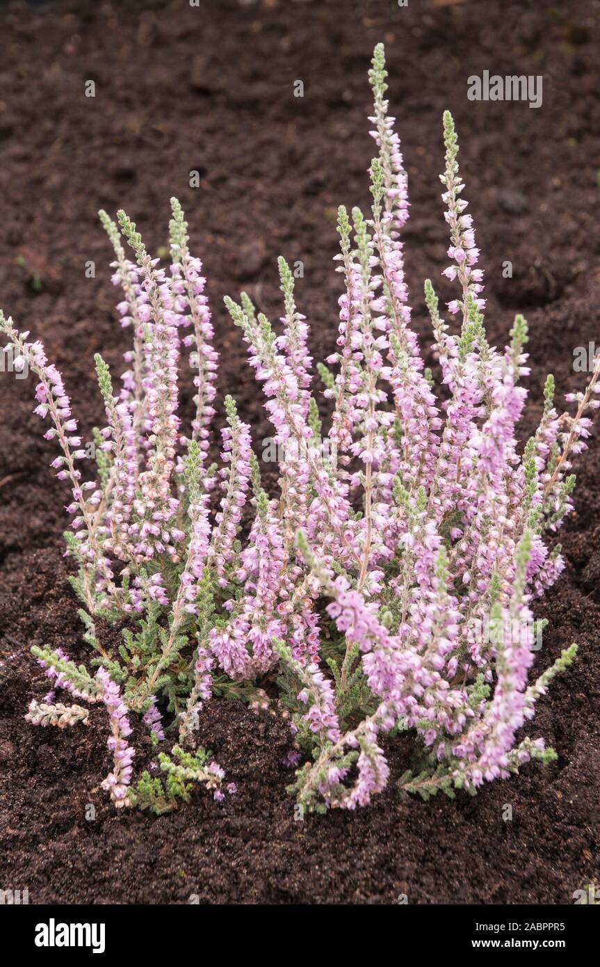 Heather Calluna vulgaris Silver Knight en été et en automne, la floraison. Fleurs de Lavande sur feuillage gris argent est pérenne et entièrement hardy. Banque D'Images