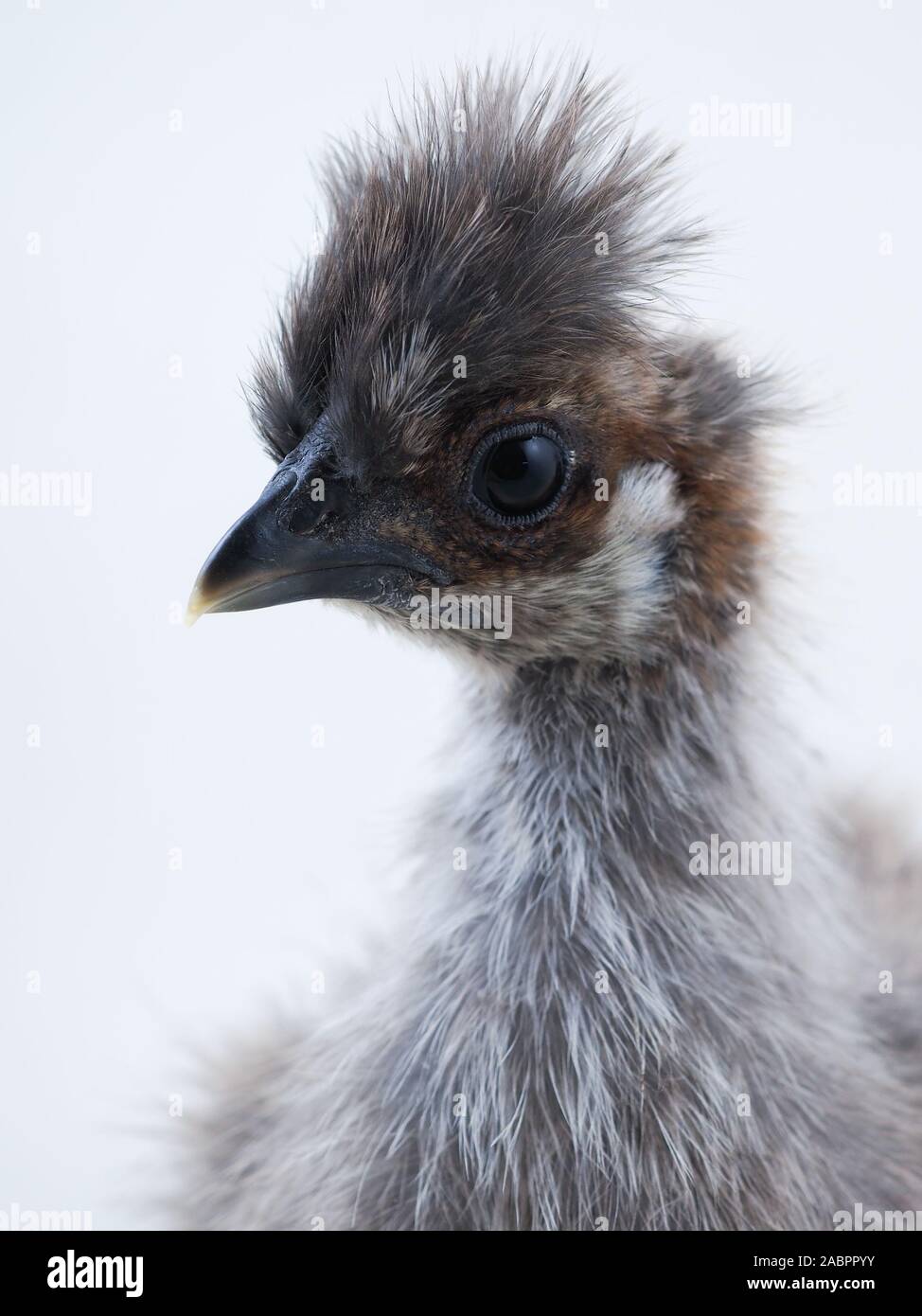 Race rare poulet poulets la soie chinoise. Portrait sur fond blanc Banque D'Images