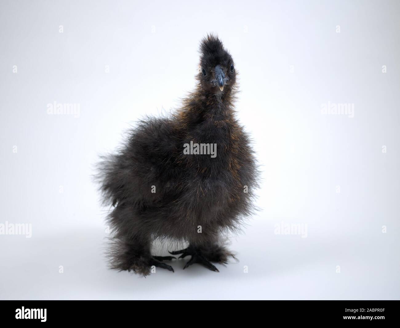 Race rare poulet poulets la soie chinoise. Portrait sur fond blanc Banque D'Images