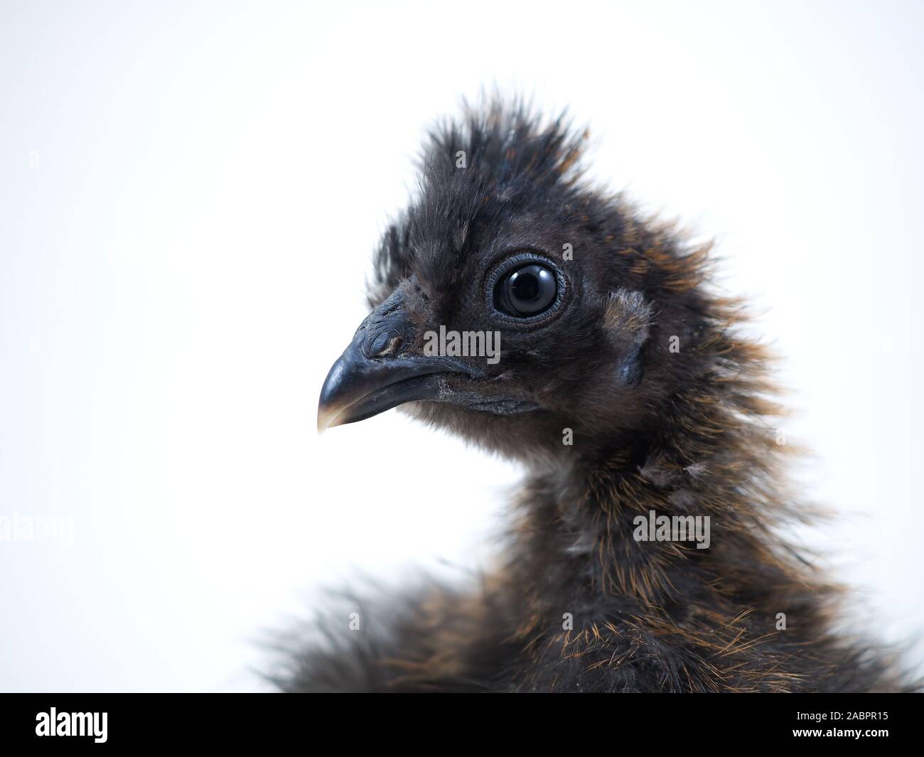 Race rare poulet poulets la soie chinoise. Portrait sur fond blanc Banque D'Images