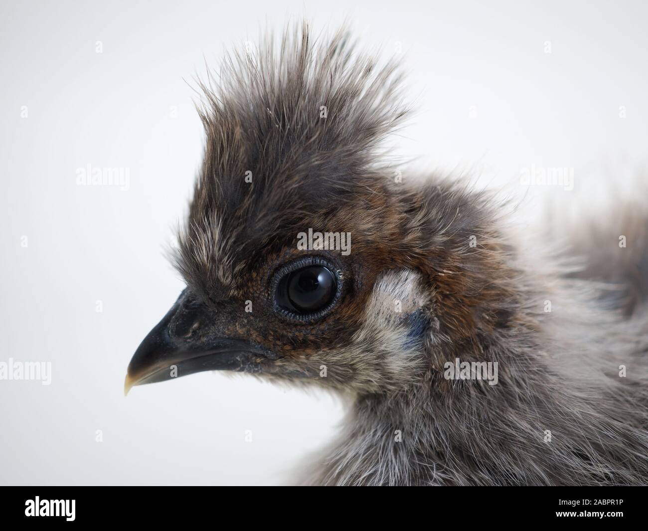Race rare poulet poulets la soie chinoise. Portrait sur fond blanc Banque D'Images