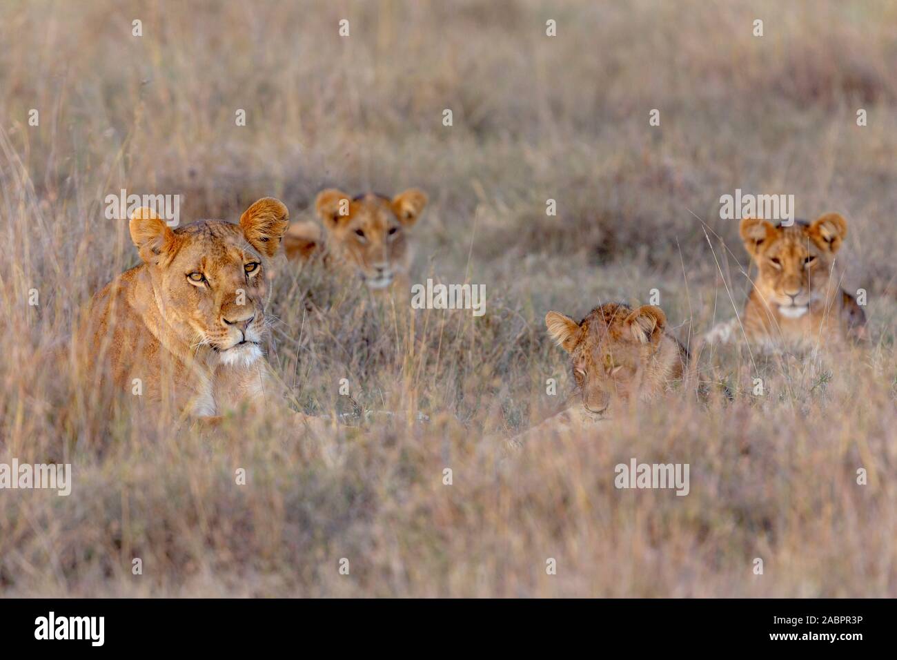 Lionne et lionceaux trois dans l'herbe haute, la lumière de fin de soirée, Ol Pejeta Conservancy, Laikipia, Kenya, Africa Banque D'Images