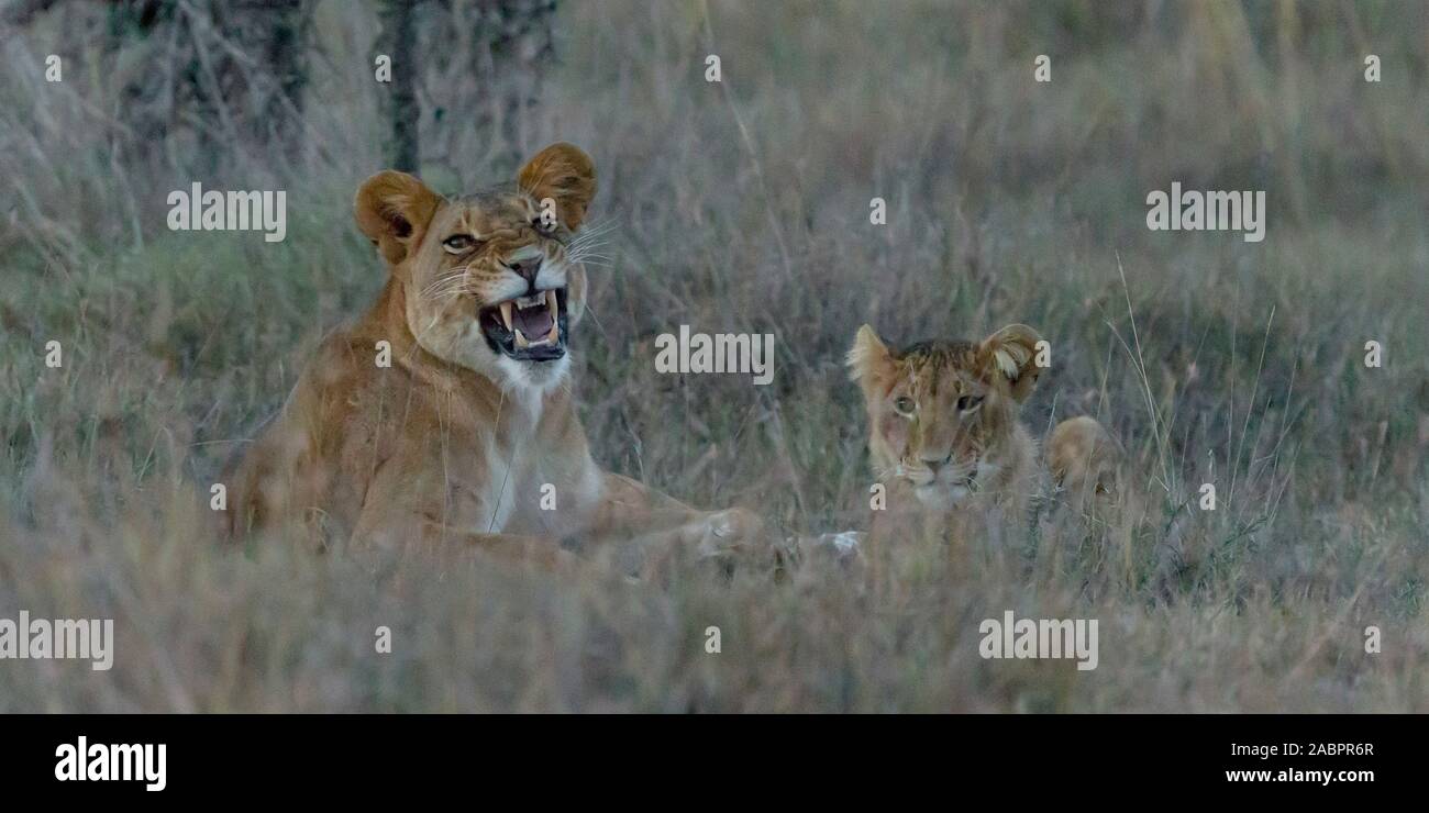 Lionne et un lion cub dans les hautes herbes, femme snarling, tard en soirée, ISO6400, Ol Pejeta Conservancy, Laikipia, Kenya, Africa Banque D'Images