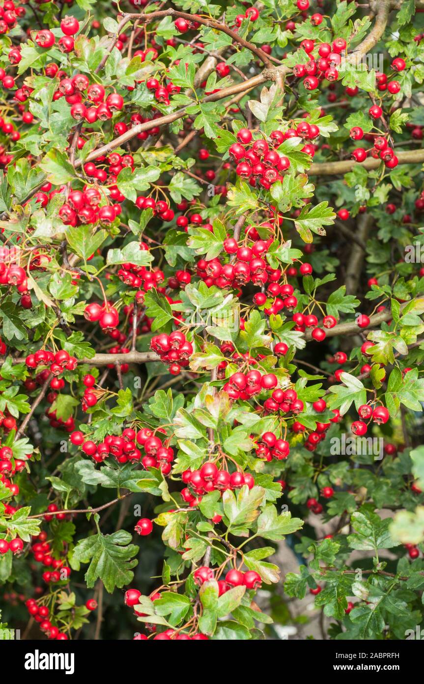 Crataegus monogyna Aubépine commune avec beaucoup de fruits rouges en automne. Une plante robuste entièrement caduques épineuses qui est bon pour la couverture. Banque D'Images