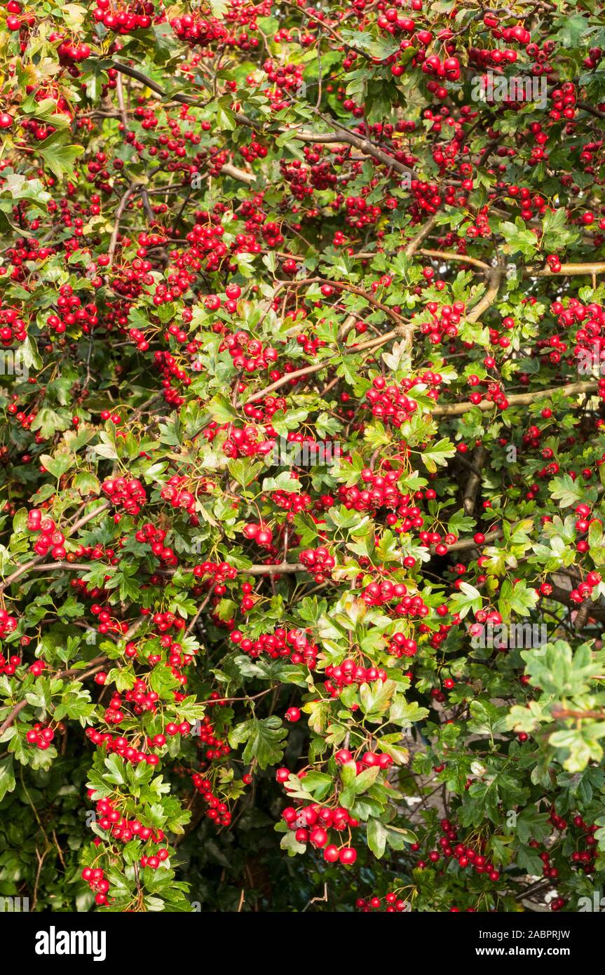 Crataegus monogyna Aubépine commune avec beaucoup de fruits rouges en automne. Une plante robuste entièrement caduques épineuses qui est bon pour la couverture. Banque D'Images
