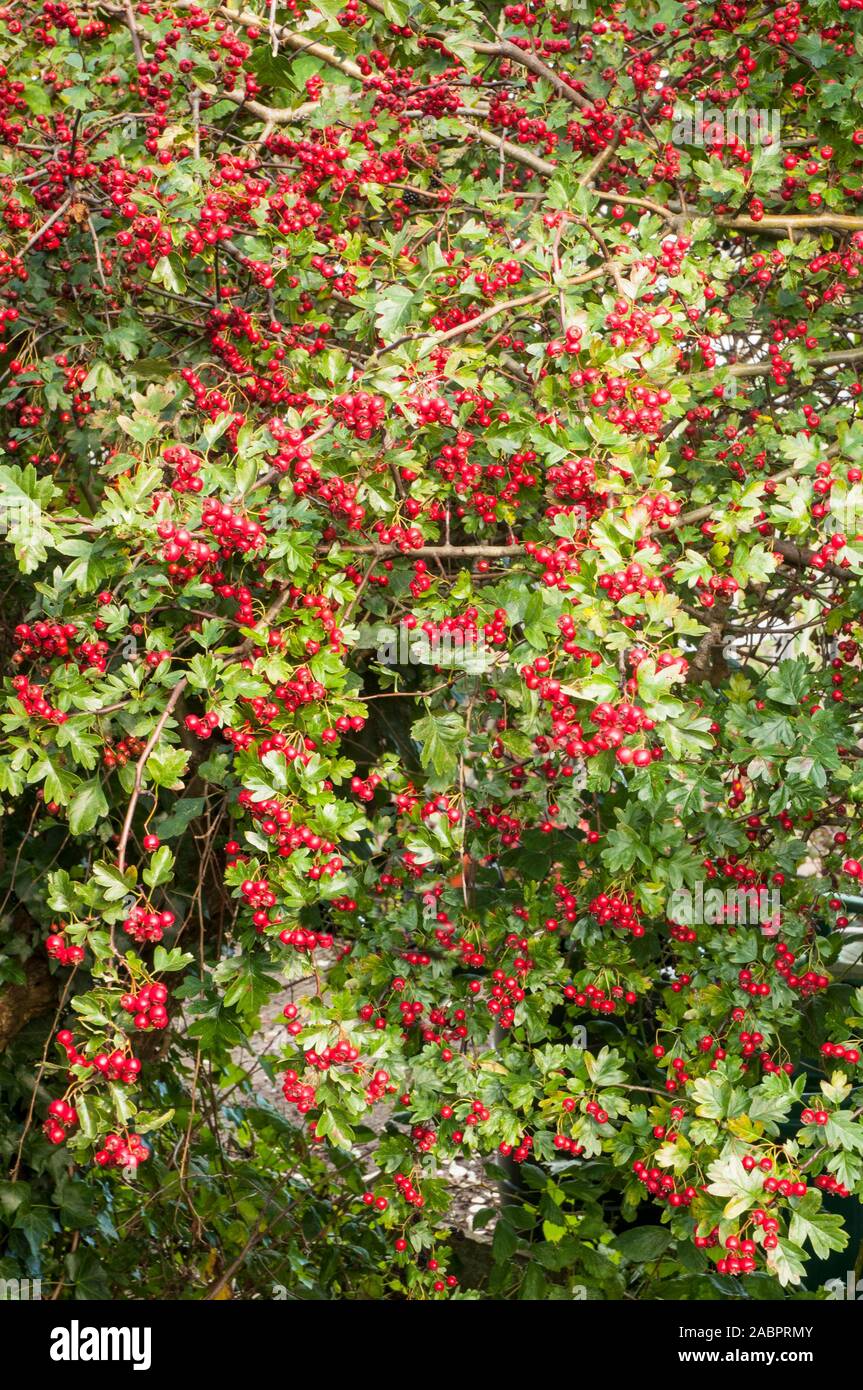 Crataegus monogyna Aubépine commune avec beaucoup de fruits rouges en automne. Une plante robuste entièrement caduques épineuses qui est bon pour la couverture. Banque D'Images