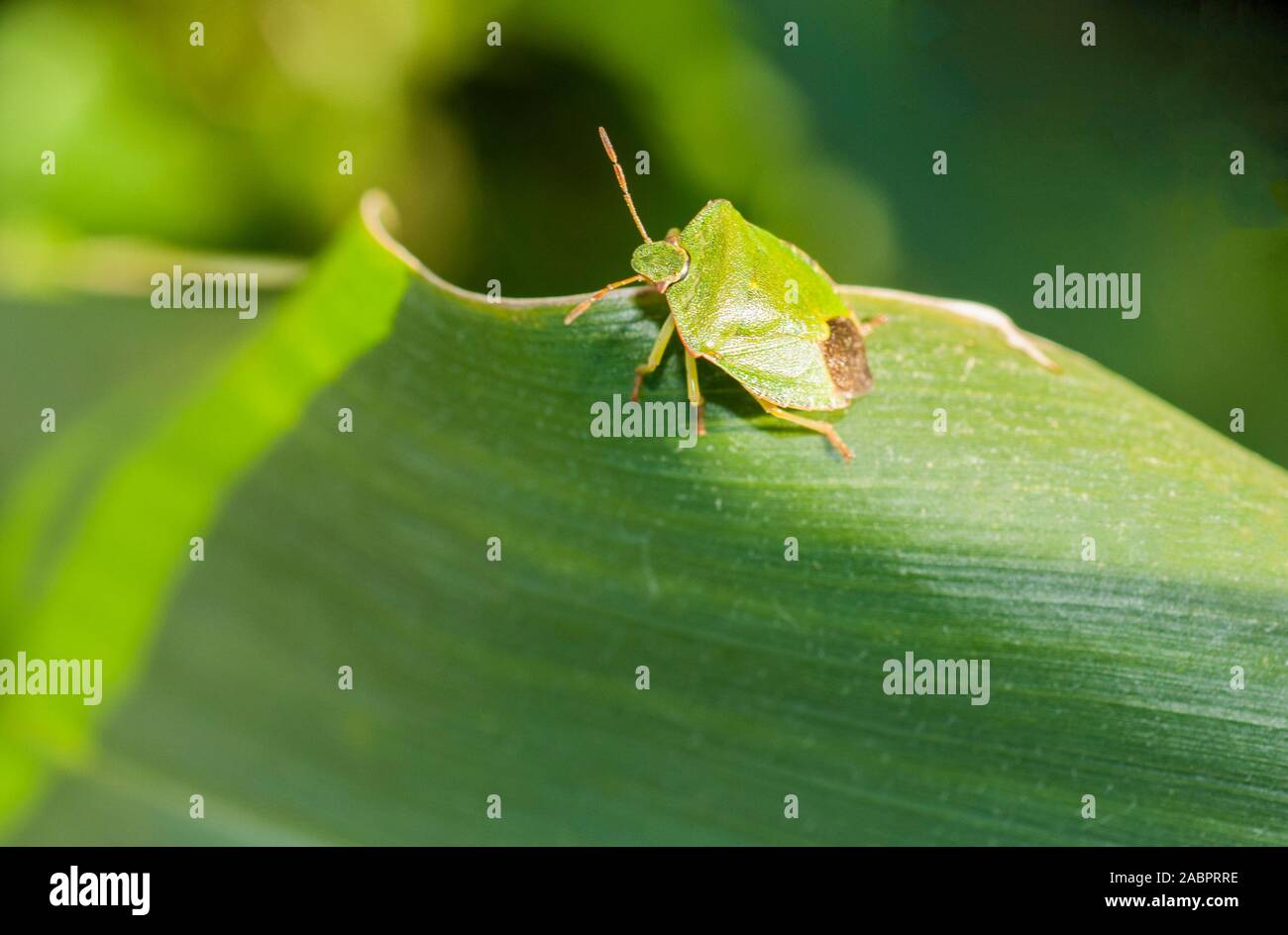 Le Bouclier vert commun Bug Palomena prasina sur feuilles de maïs doux à la fin de l'été. Banque D'Images