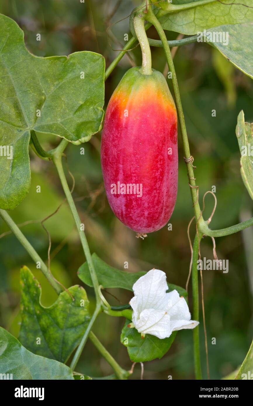 "Tindora Coccinia grandis' à gros fruits écarlates Ivy Gourd sur vigne, nouveau white blossom également connu sous le nom de Scarlet Gourd, Thaï épinards, Korai. Banque D'Images