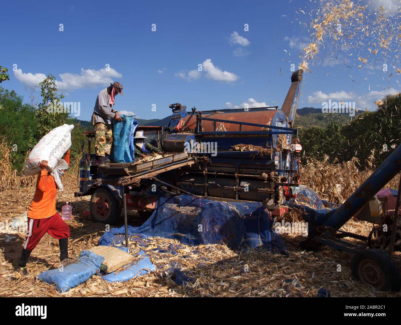 Champ de maïs est récolté à maturité par machine Banque D'Images