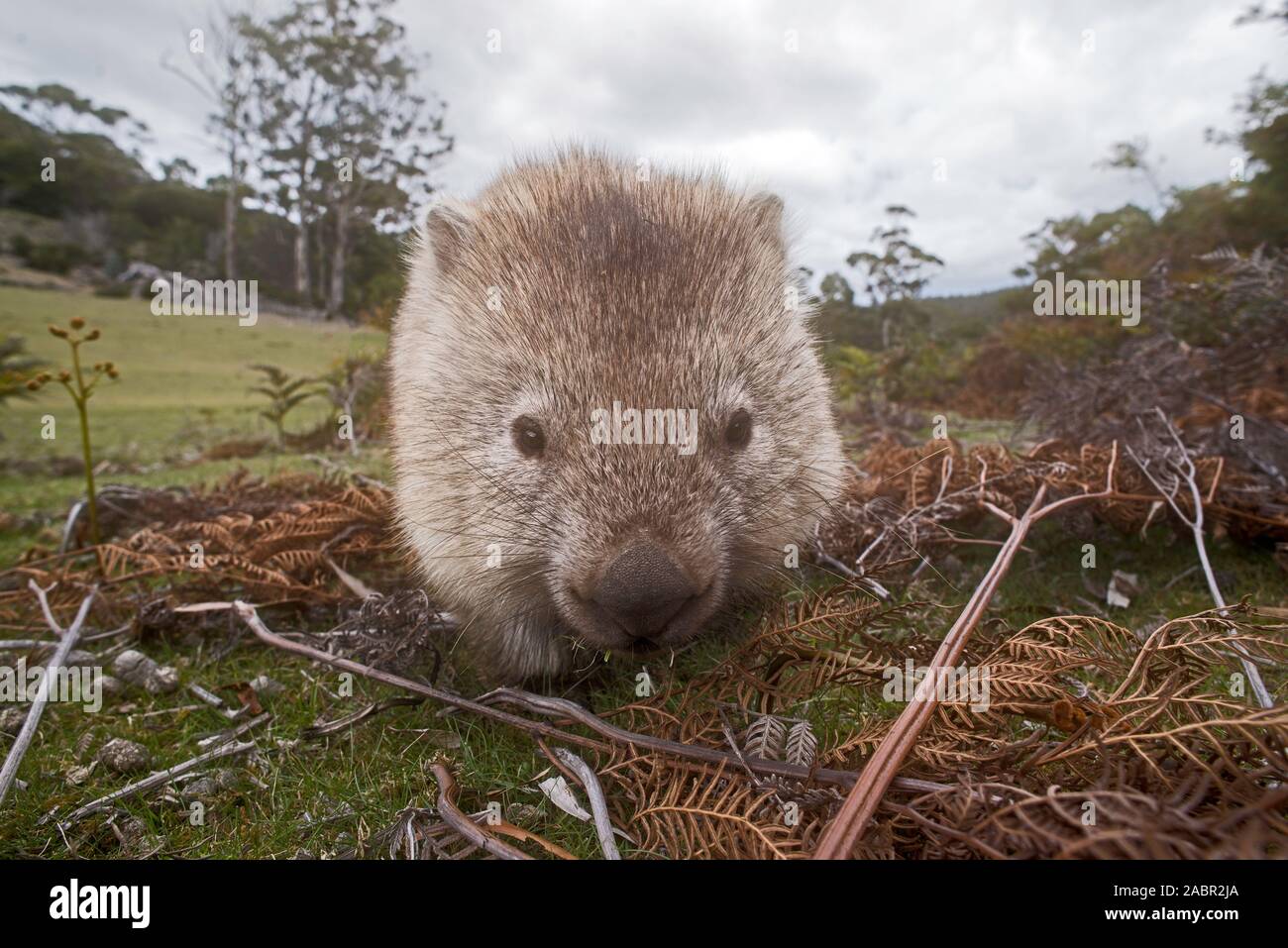 Close up of cute wombat commun pâturage sur l'herbe, directement en face de l'appareil photo, Maria Island, Tasmanie Banque D'Images