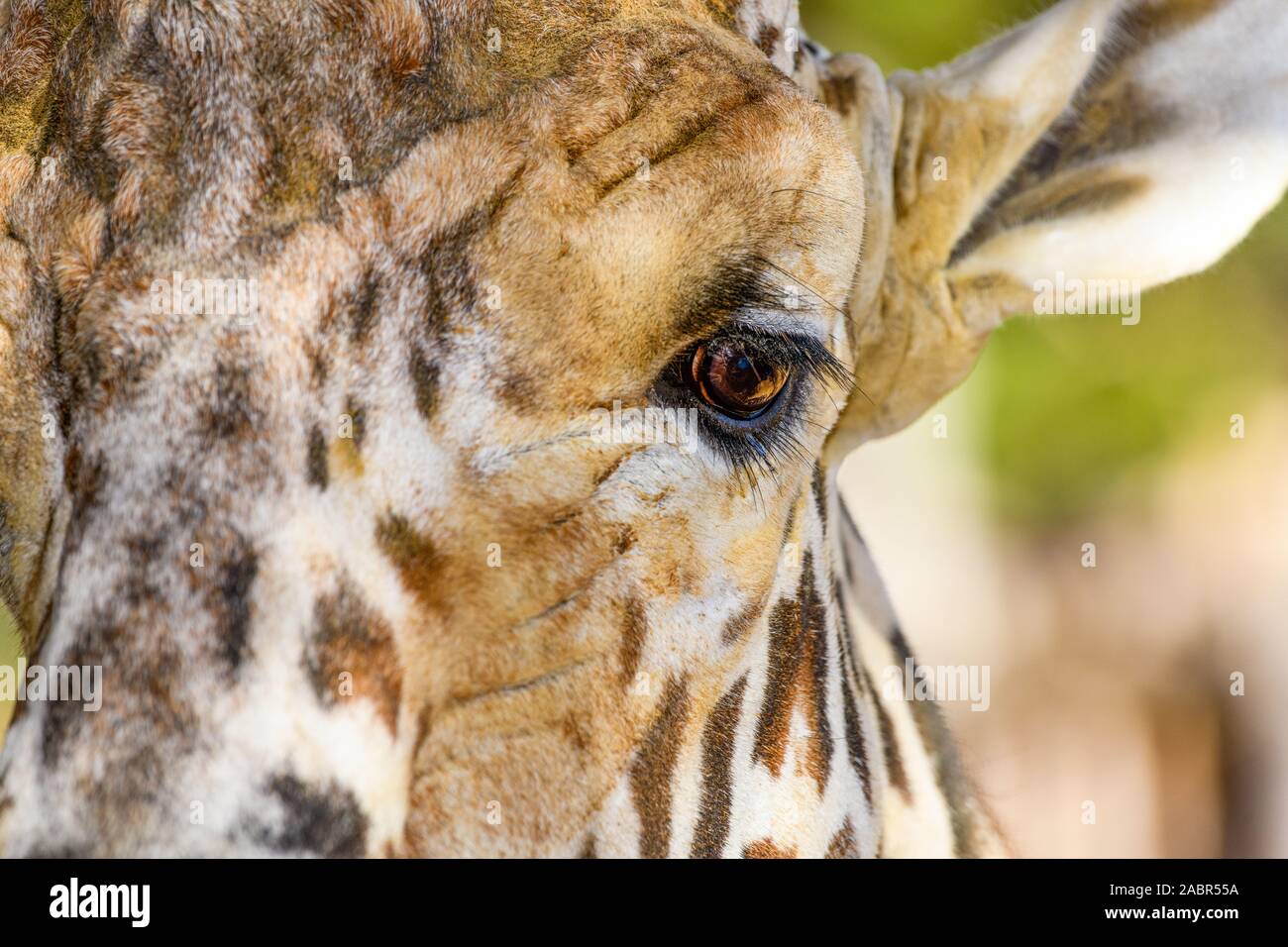 Girafe (Giraffa) Gros plan du visage et des yeux Banque D'Images