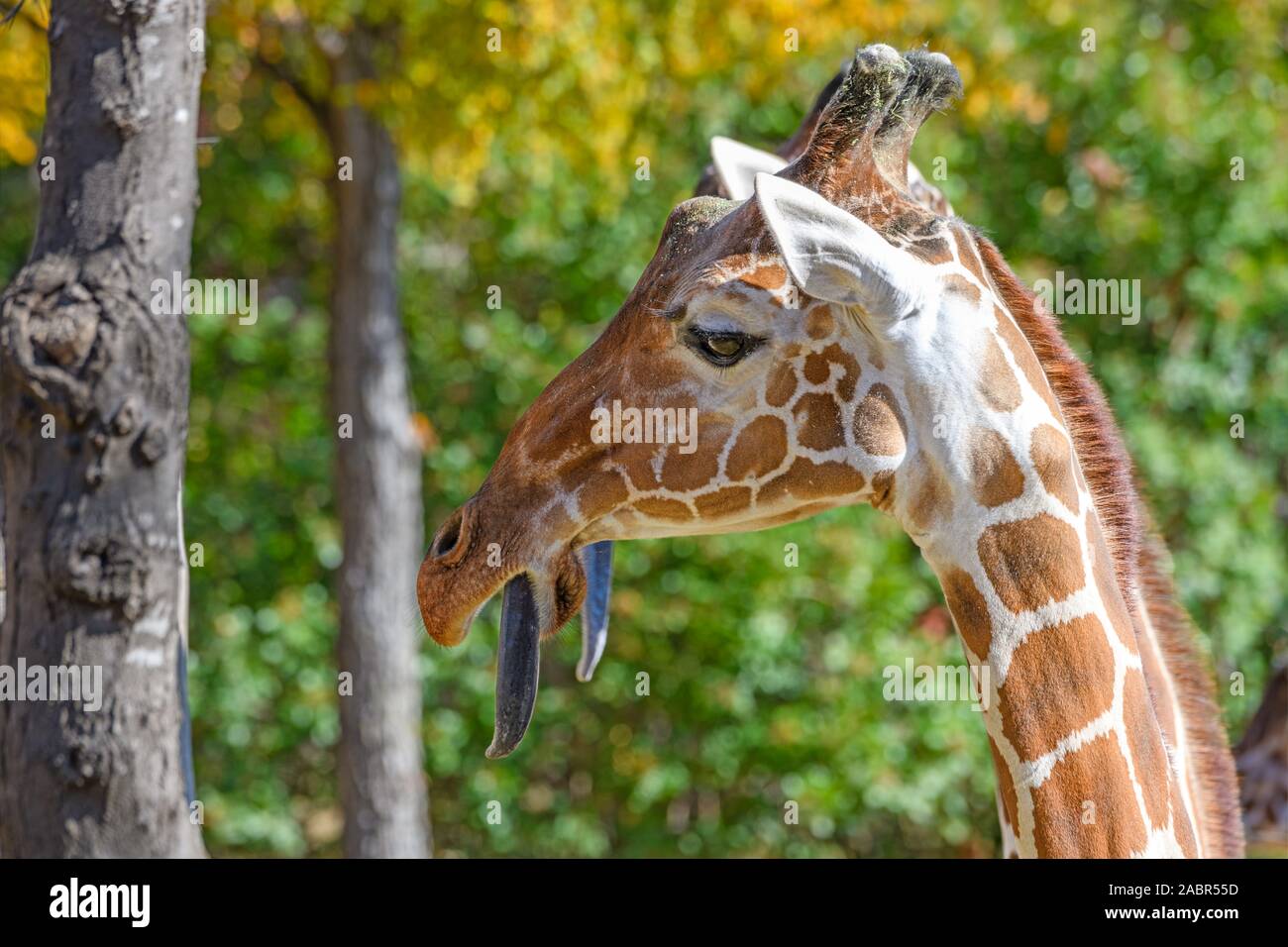 Girafe (Giraffa) avec sa langue. Banque D'Images