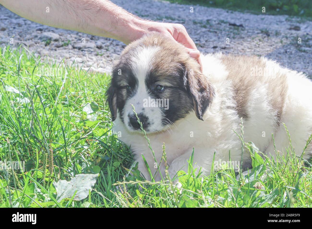 Tornjak de Vlasic, chiot, chien, gardien de bétail, de LGD chien bosniaque Banque D'Images