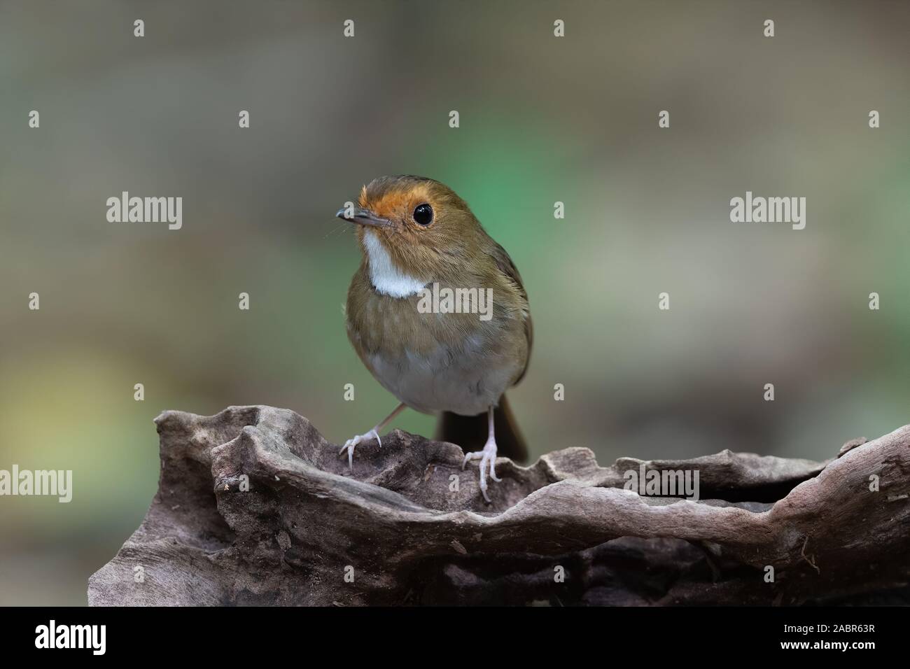 Le Moucherolle à sourcils (Anthipes solitaris) est une espèce de passereau de la famille des Muscicapidae. Banque D'Images