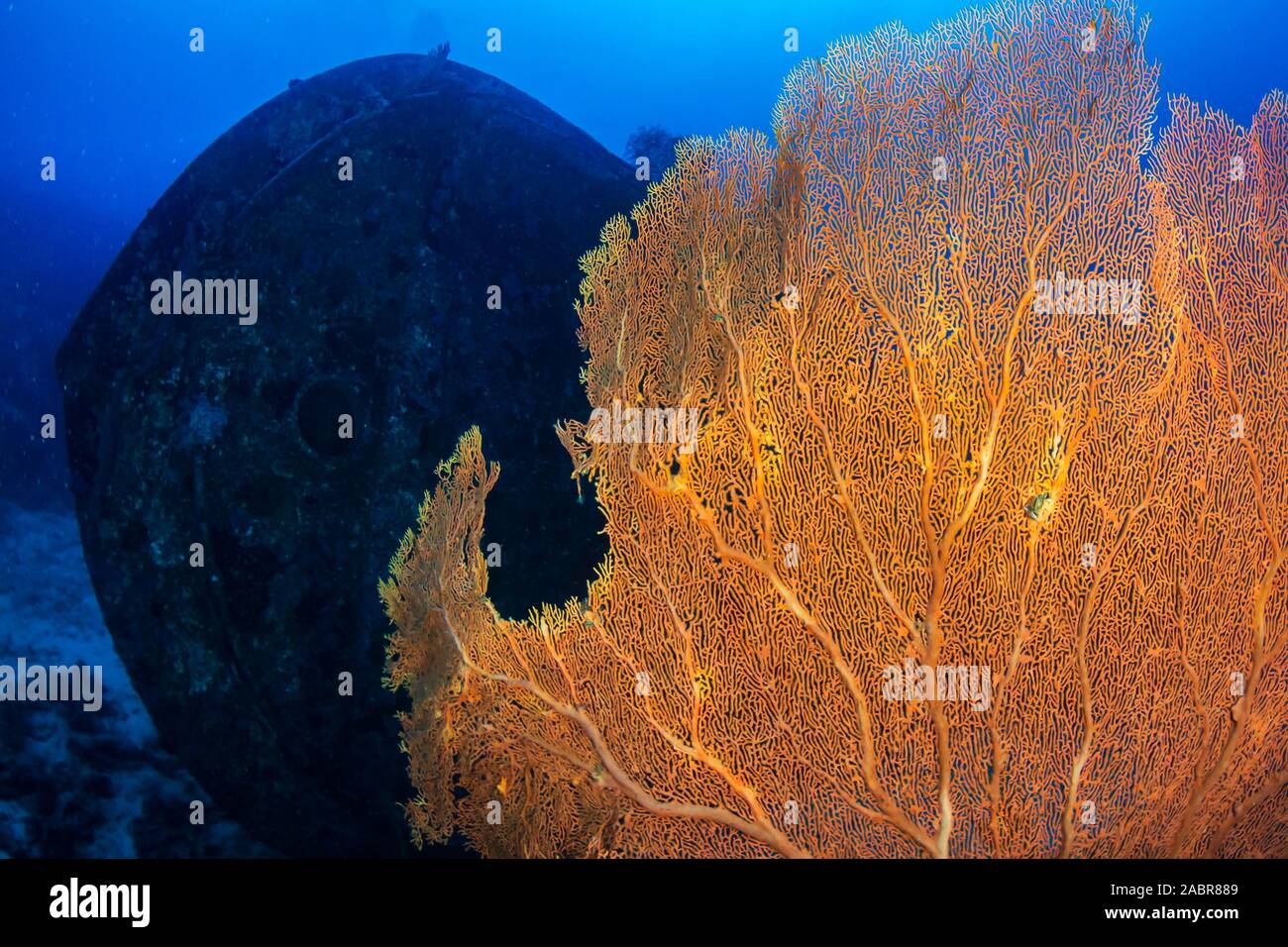 Les amateurs de plongée sous-marine à la découverte d'un grand naufrage sous-marine en Thaïlande Banque D'Images