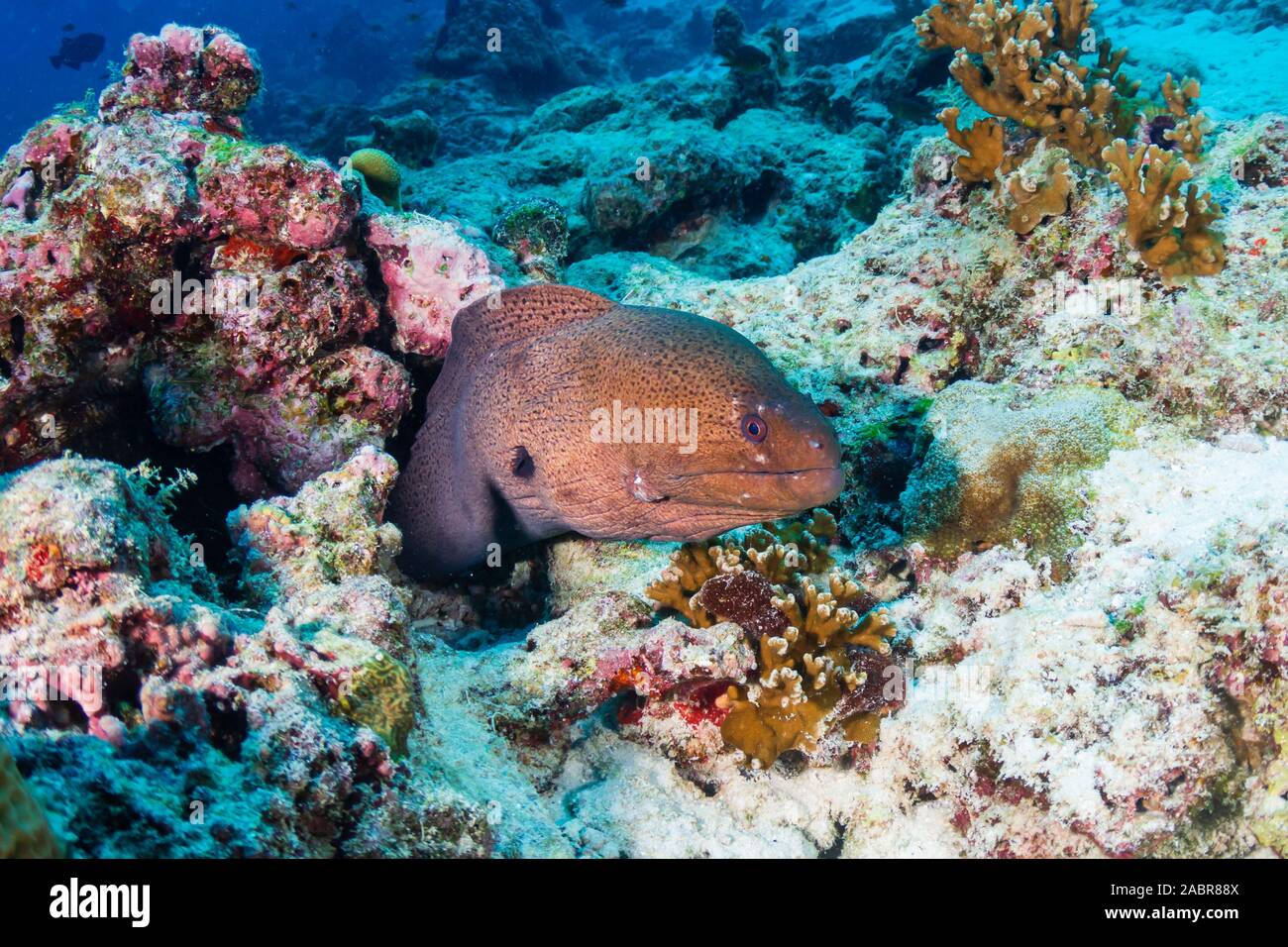 Murène géante dans un trou sur un des récifs coralliens tropicaux, sombre dans les îles Similan Banque D'Images