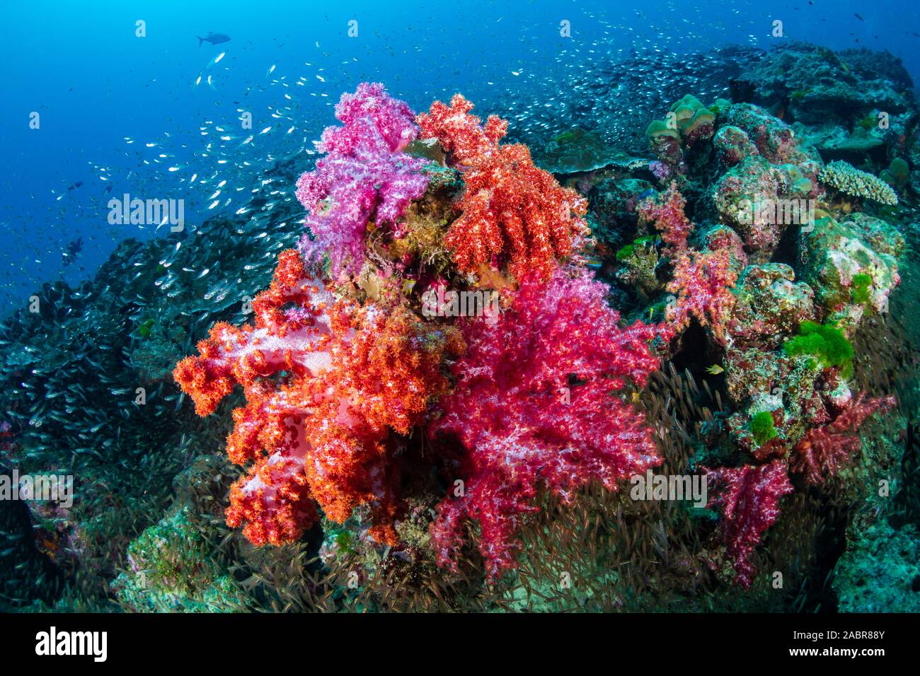 Beaux coraux colorés, sur un récif de coraux tropicaux dans les îles Similan Banque D'Images