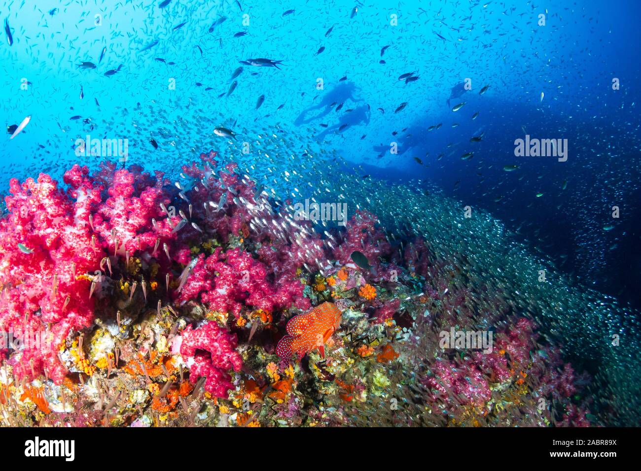 Les amateurs de plongée sous-marine sur un récif de coraux tropicaux colorés, en Thaïlande Banque D'Images