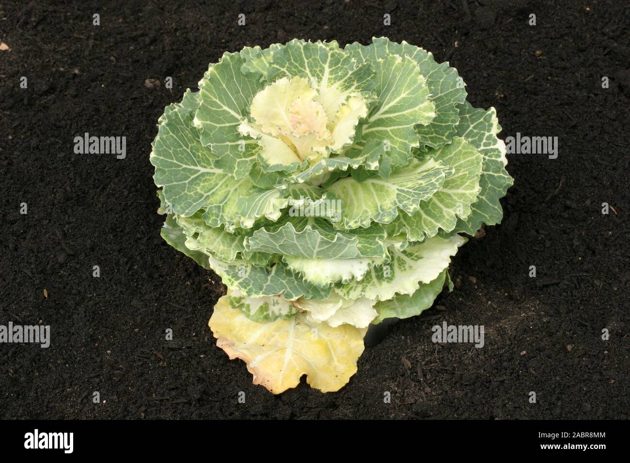 Chou ornemental (Brassica oleracea var. acephala) est génétiquement identique à kale comestibles mais n'a pas aussi bon goût que kale, culinaires. Banque D'Images