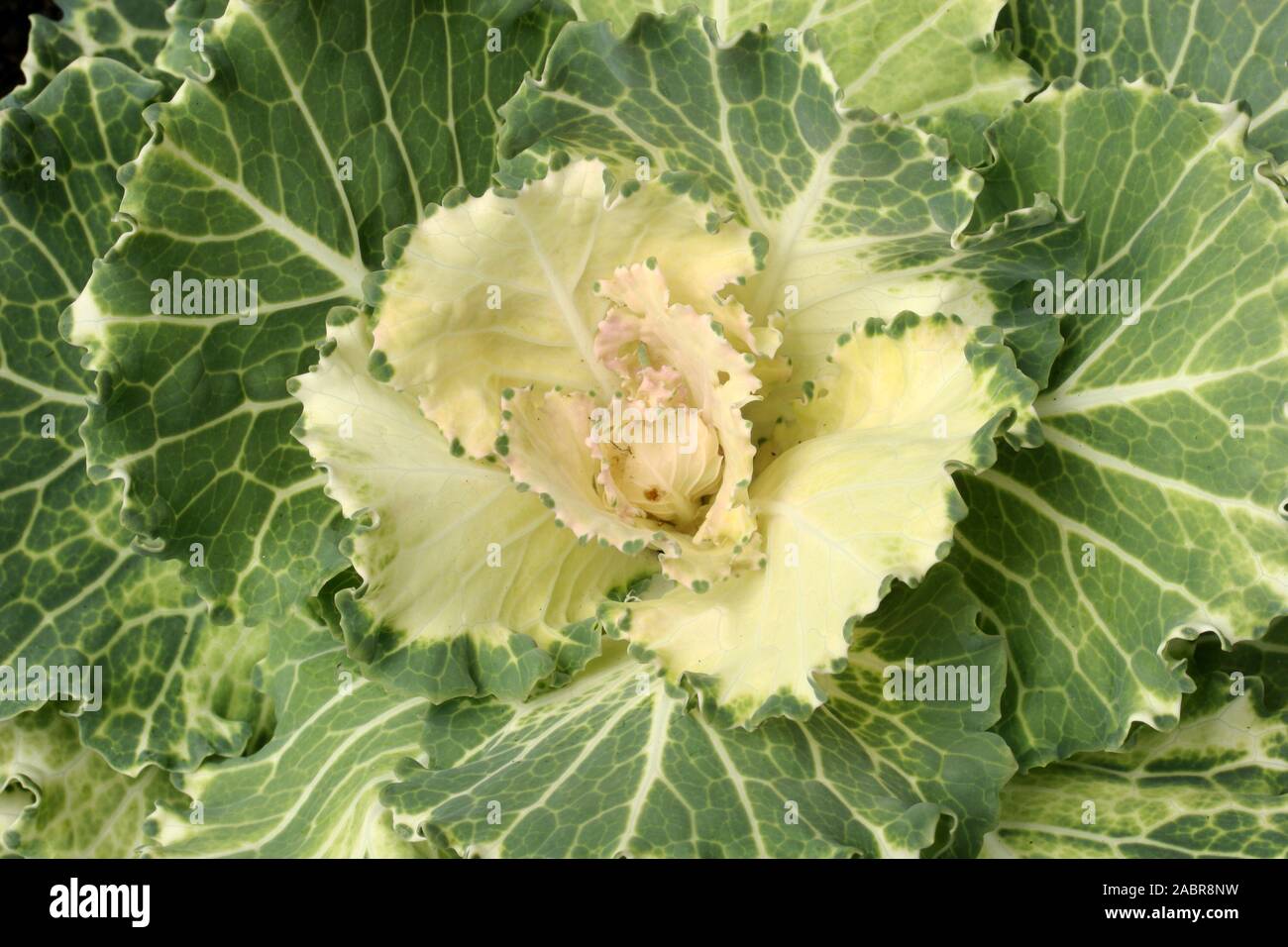 Chou ornemental (Brassica oleracea var. acephala) est génétiquement identique à kale comestibles mais n'a pas aussi bon goût que kale, culinaires. Banque D'Images
