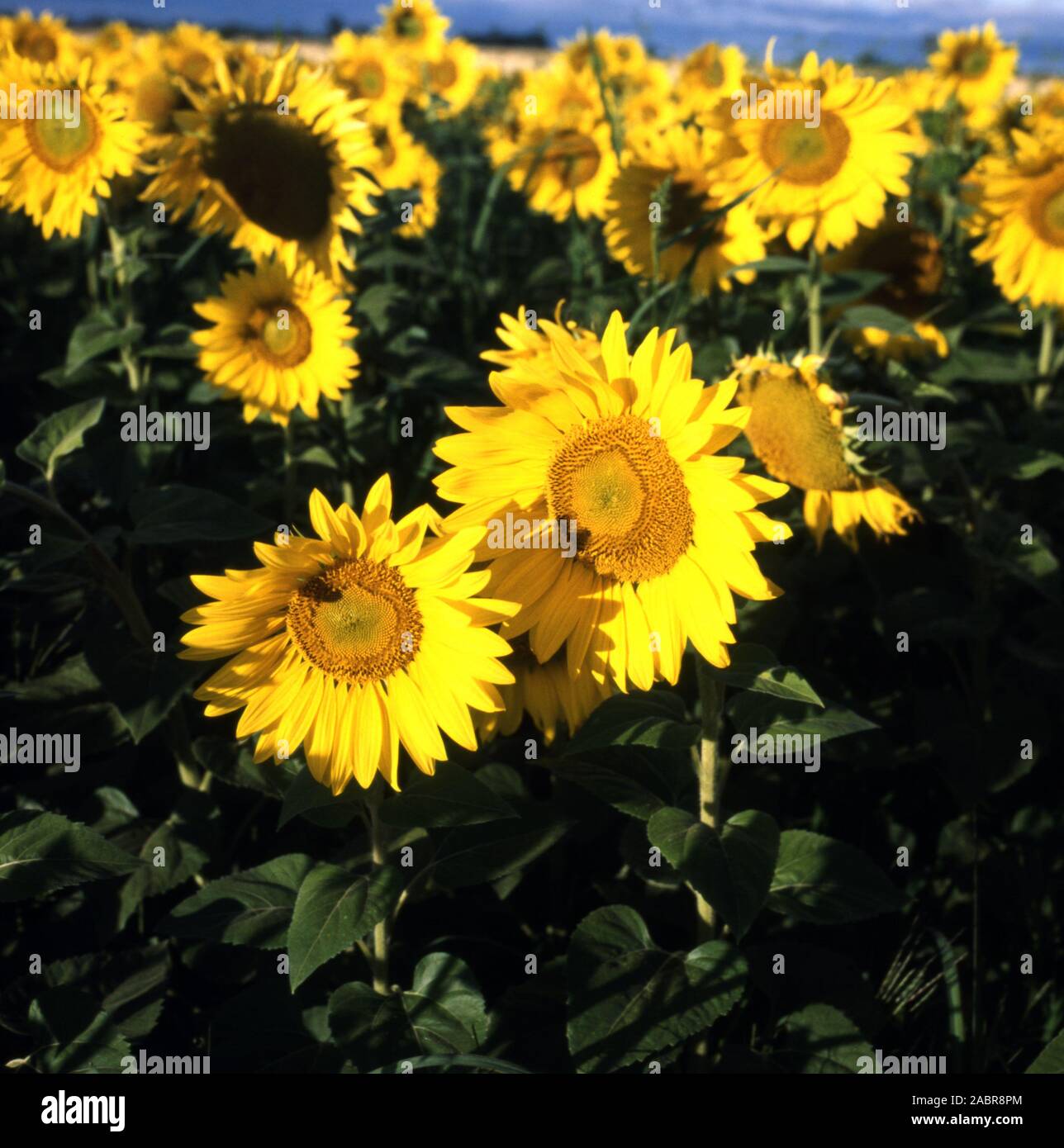 Des cultures de tournesol, les régions rurales de la Nouvelle-Galles du Sud. Banque D'Images