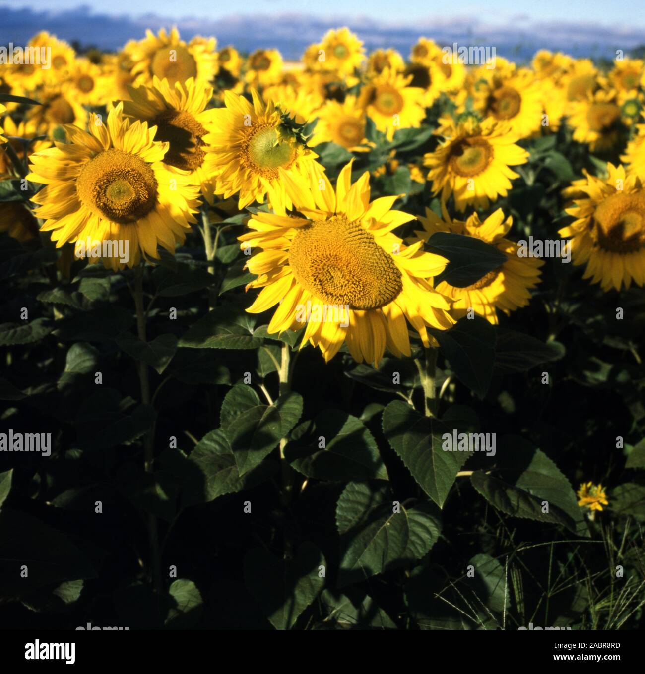 Des cultures de tournesol, les régions rurales de la Nouvelle-Galles du Sud. Banque D'Images