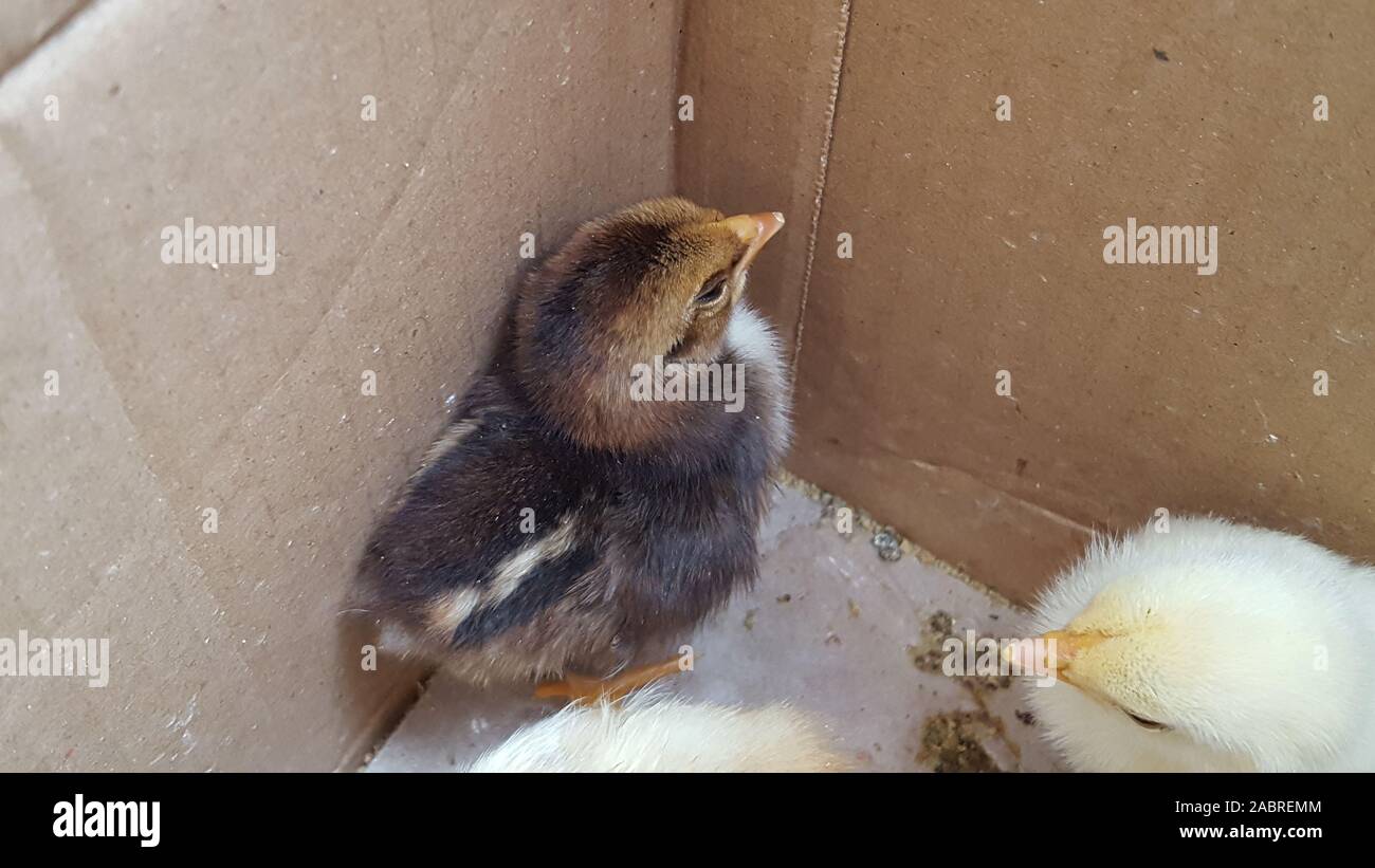 Mignon petit poulets mange grain, close-up. Bébé nouveau-né de la couvée de poussins jaunes dans une boîte en bois Banque D'Images