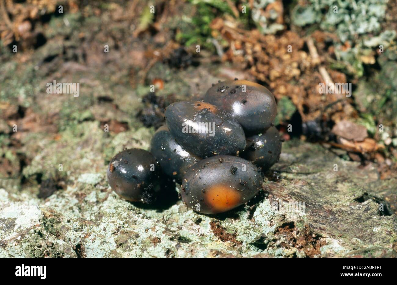LÉZARD COMMUN ou VIVIVIPAREUX, ZOOTOCA (Lacerta), vivipara. Populations répandues en Europe, certains ovipares, ponte d'œufs, d'autres vivipares vivent jeunes. Banque D'Images