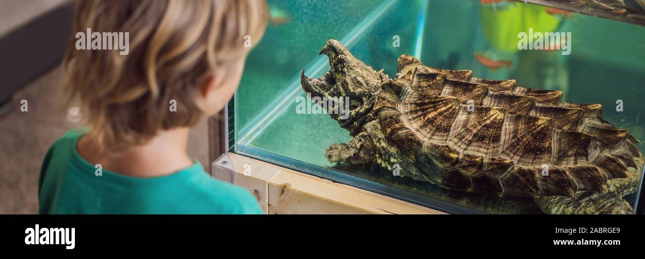 Petit enfant garçon admirer grandes tortues terrarium en bannière à travers le verre, format long Banque D'Images