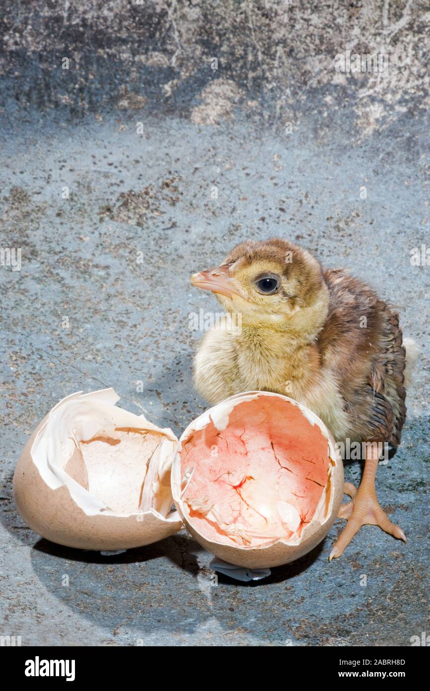 LE jeune Pavo cristatus DE LA CHOUETTE BLEUE est sorti de l'oeuf. La coquille d'oeuf ouverte cassée avec nidifugous, précoce, émergea de poussin timide, de dessous de la mère. Banque D'Images