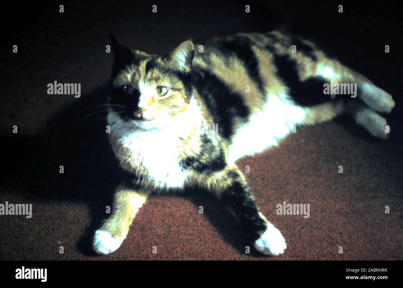 Chat Calico sur tapis rouge - datant de la fin des années 1960 début des années 1970. Banque D'Images