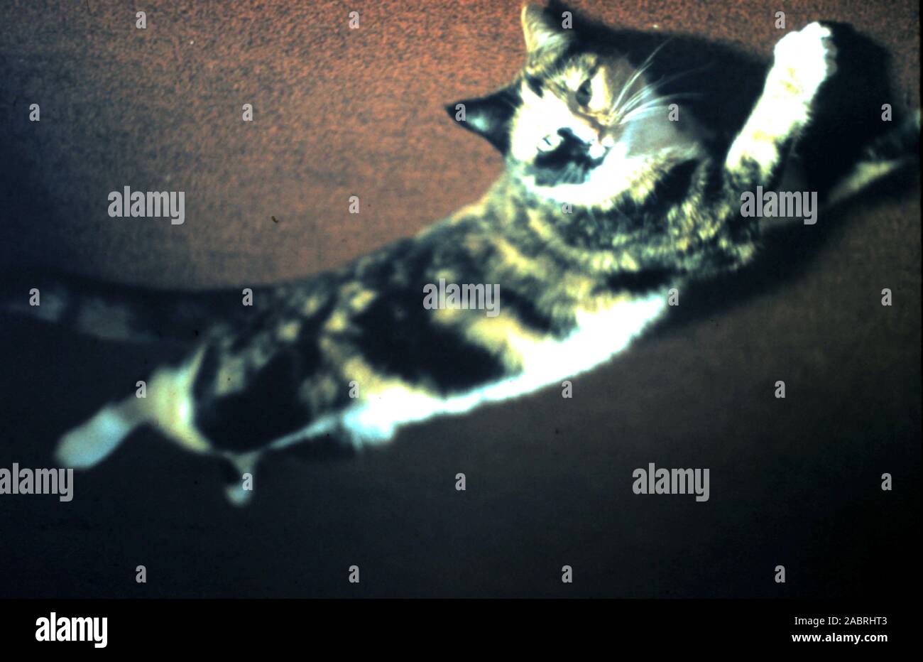 Chat Calico Propagation de la demi-lune sur tapis rouge - datant de la fin des années 1960 début des années 1970. Banque D'Images