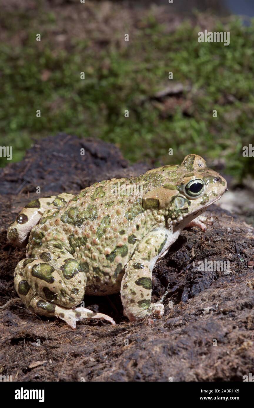 BUFOTES (Bufo) VIRIDIS CRAPAUD VERT. Adulte. Profil. Vue latérale/latérale des patchs verts définie. Banque D'Images