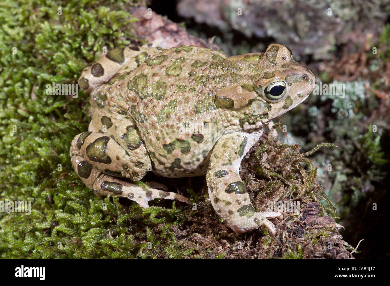BUFOTES (Bufo) VIRIDIS CRAPAUD VERT. Adulte. Profil. Vue latérale/latérale des patchs verts définie. Banque D'Images